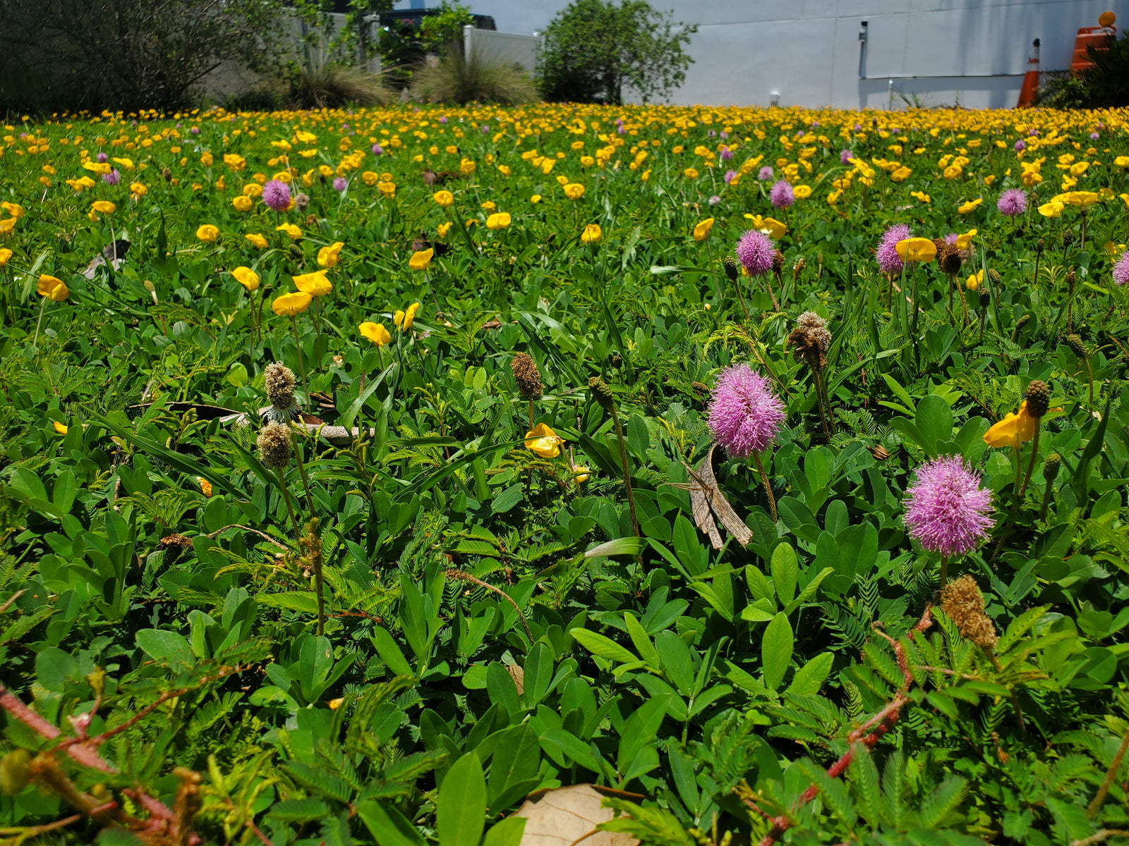 Transform Your Landscape: A Comprehensive Guide to Installing Ground Cover in Tampa Bay