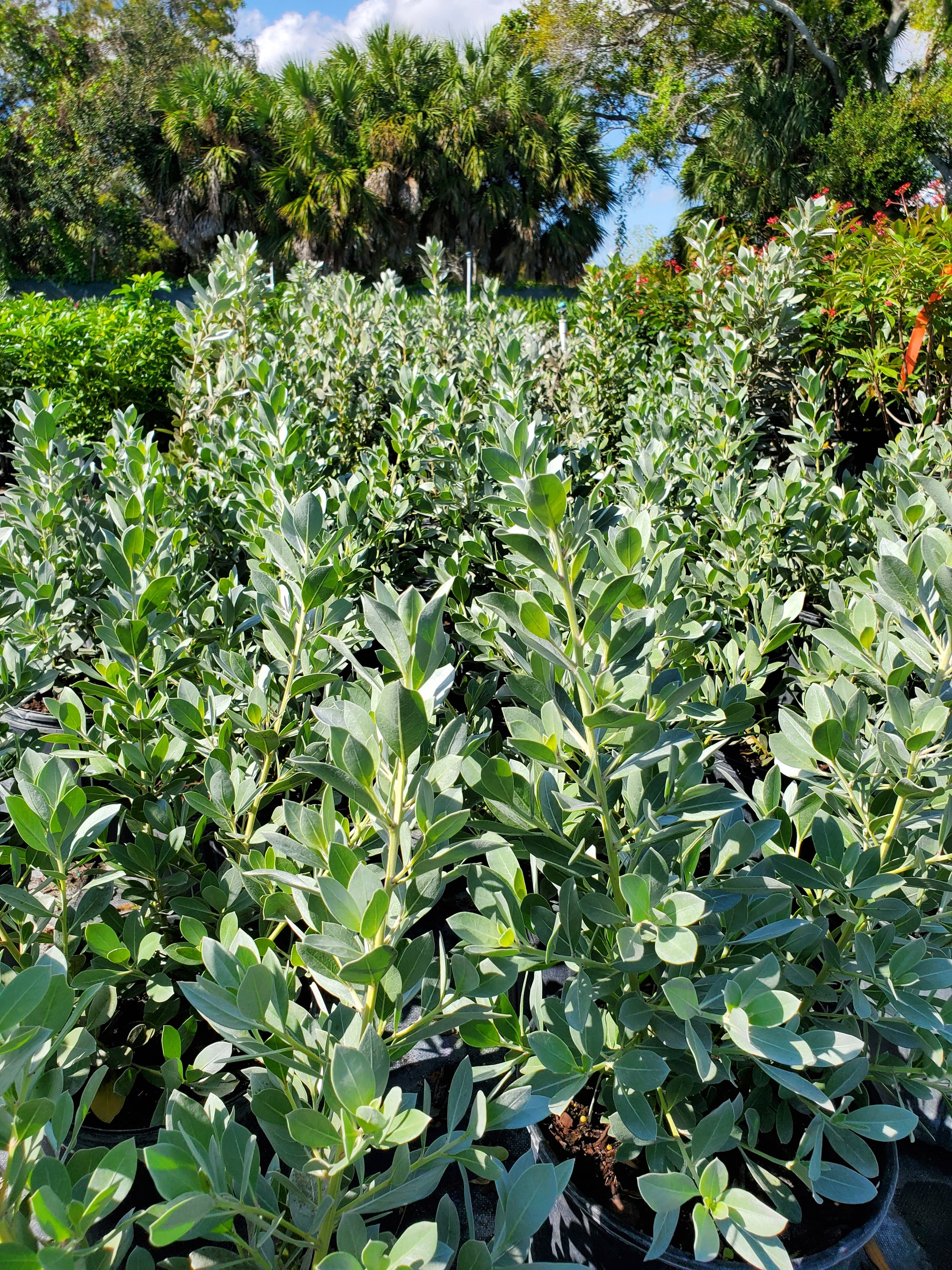 Compact form of Silver Buttonwood, ideal for low-maintenance coastal landscaping.