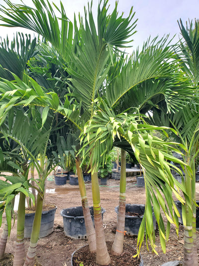 Slim Christmas Palm with smooth trunk and tropical canopy, perfect for small yards.