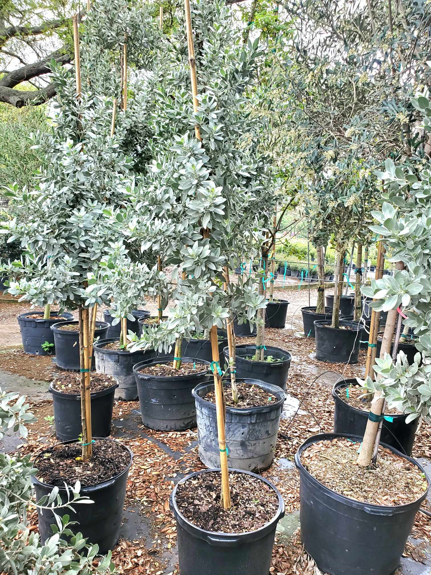 Silver Buttonwood