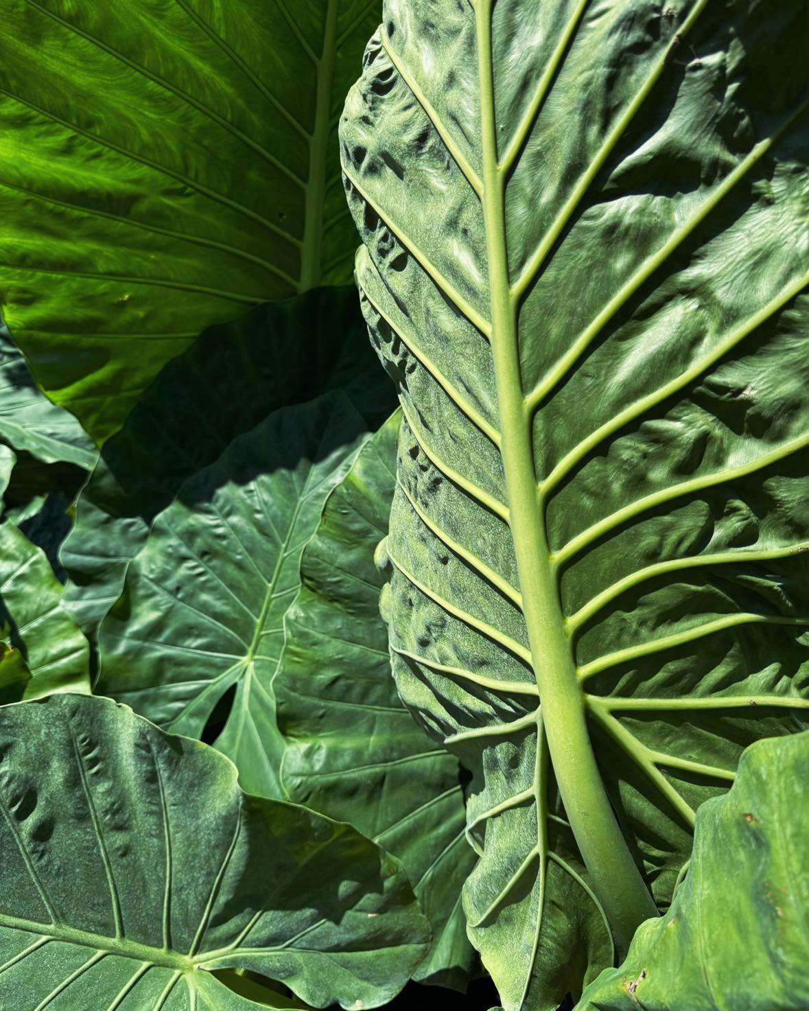 Creating a Tropical Garden in Florida