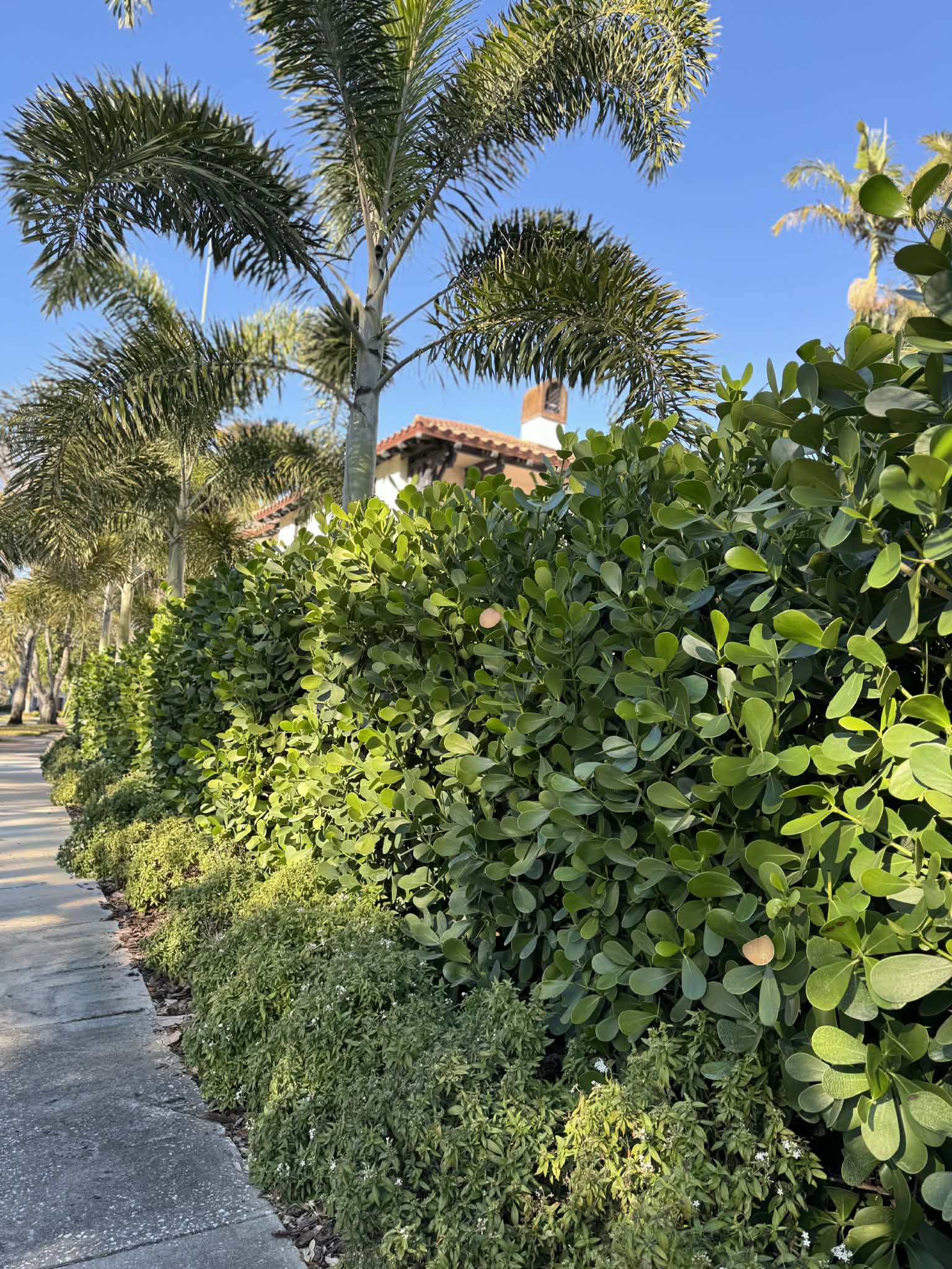 Clusia Privacy Hedges in St. Pete: Cost, Spacing, Install Timeline + Care