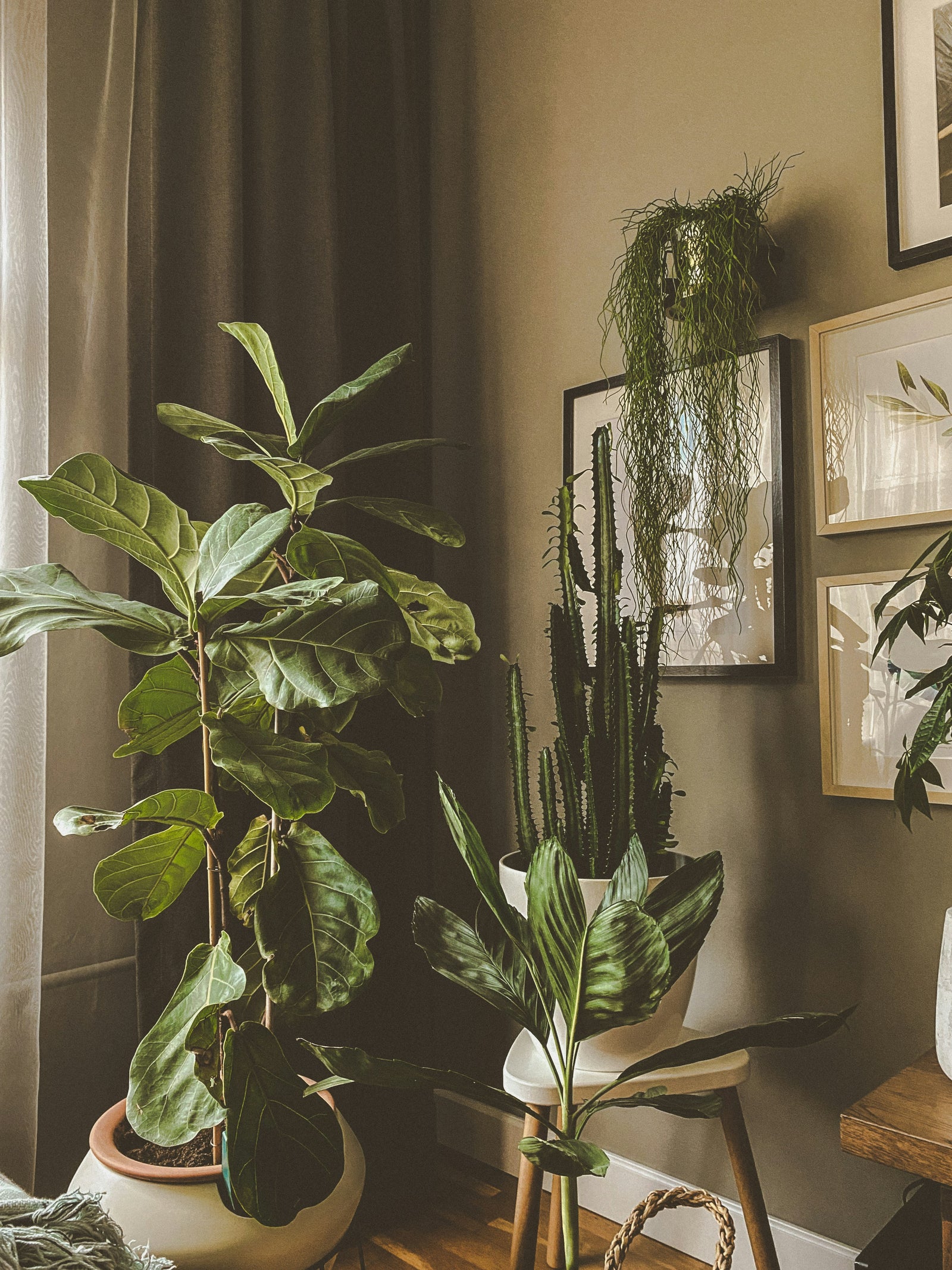 Transform Your Space with Interior Plant Design