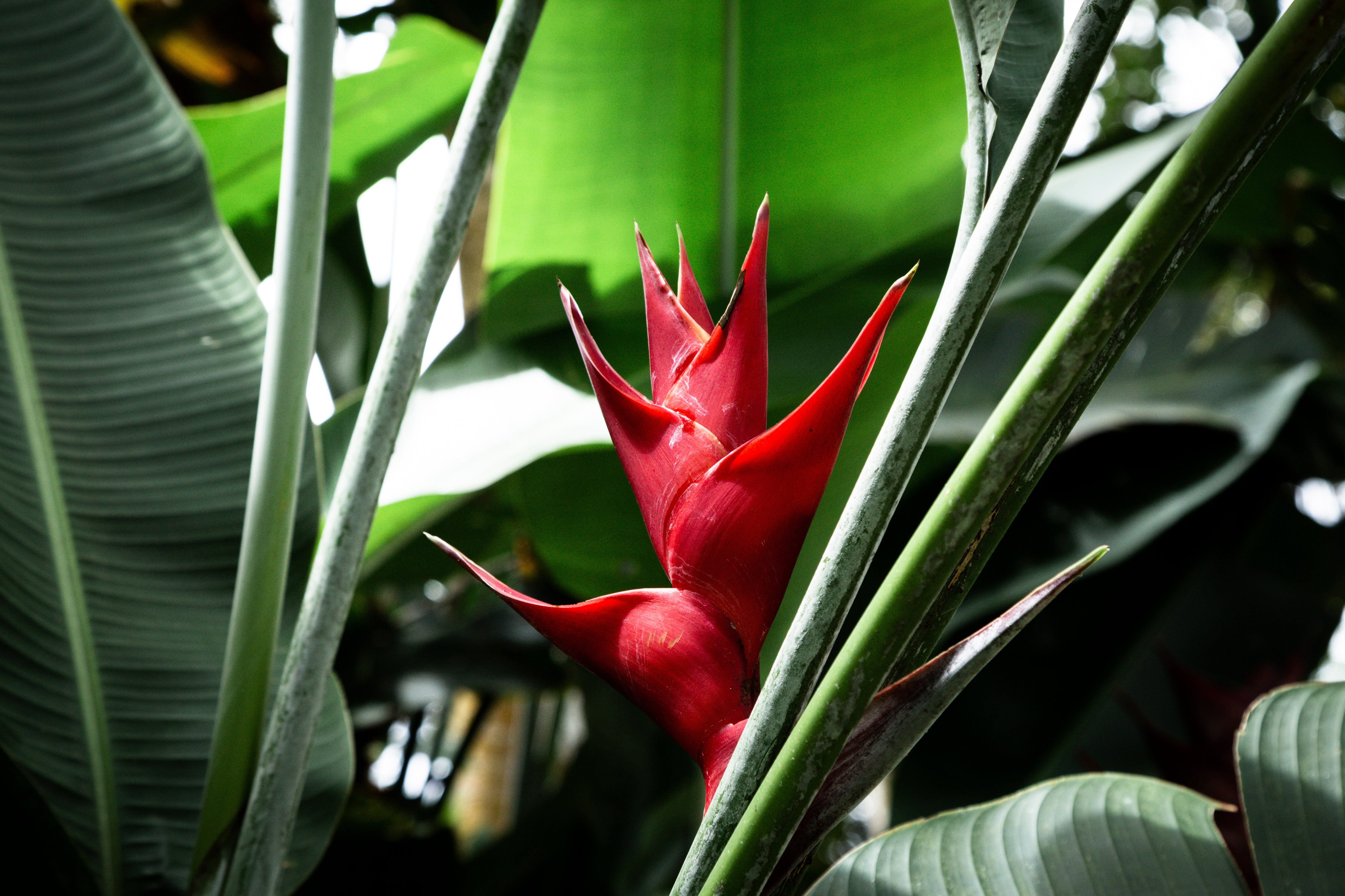 Creating a Colorful Oasis: Flowering Plants and Shrubs for Tampa Bay L ...
