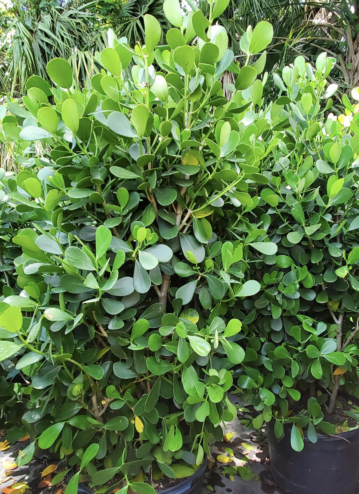 Thick-leaved Clusia hedge plant, salt-tolerant and great for coastal yards.