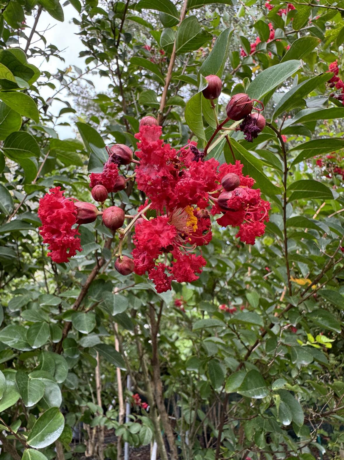Crape Myrtle