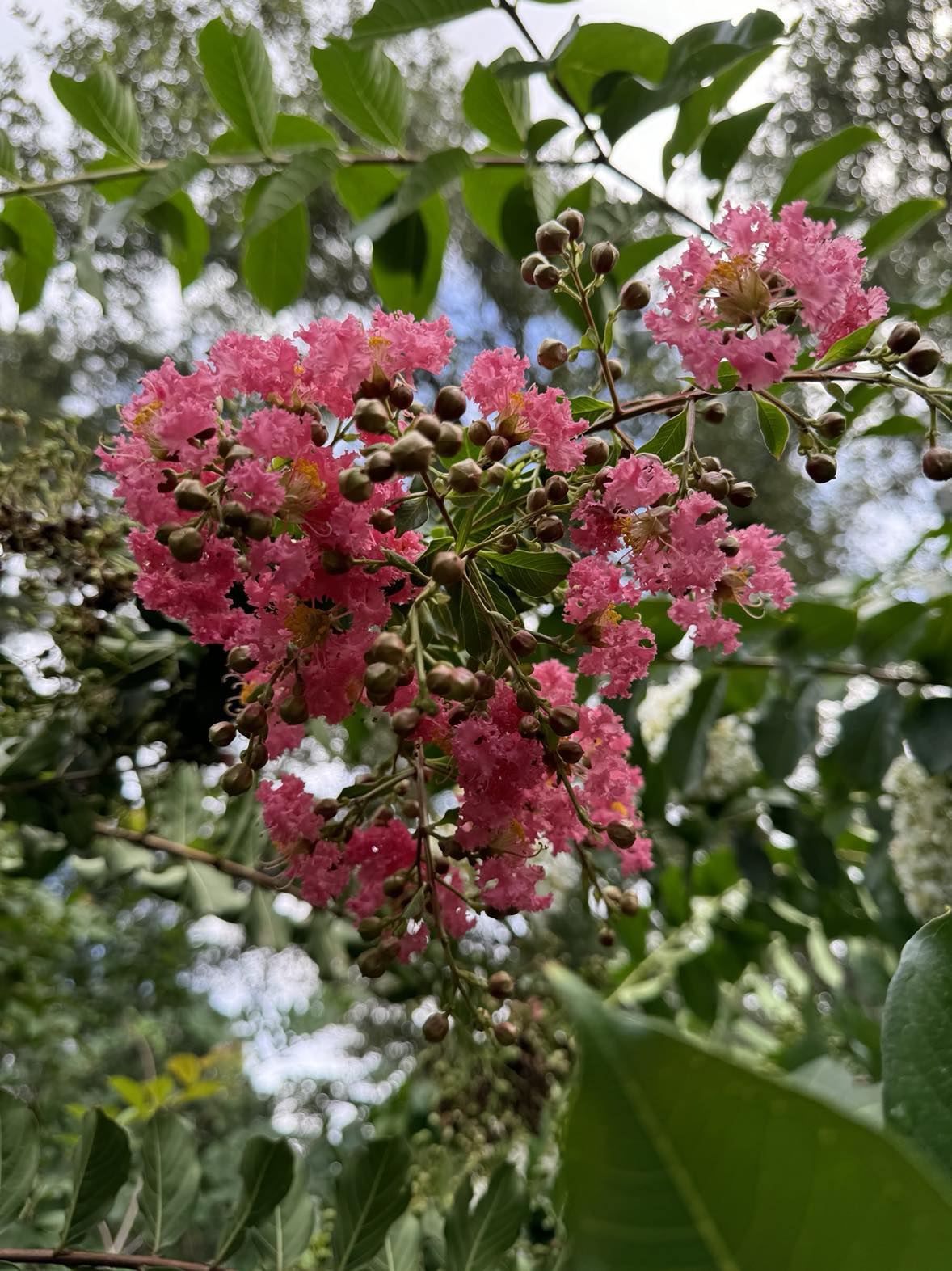 Crape Myrtle tree with colorful summer blooms and exfoliating bark, heat-tolerant.