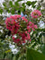 Crape Myrtle