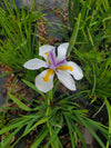 African Iris in bloom with white petals and yellow accents, ideal for Florida landscaping