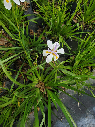 African Iris - White/Yellow