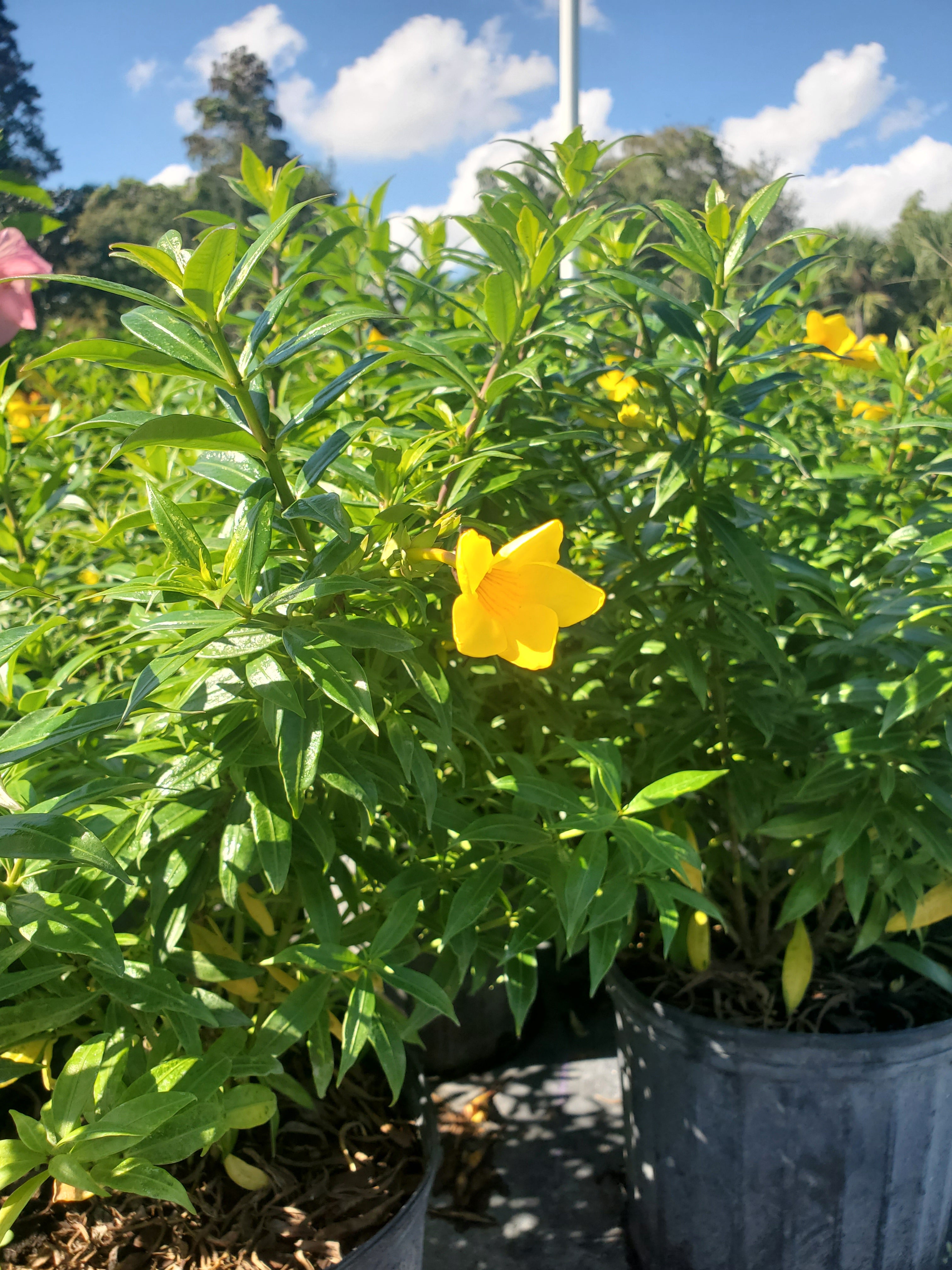 Allamanda (Bush Variety) - Native Jungle