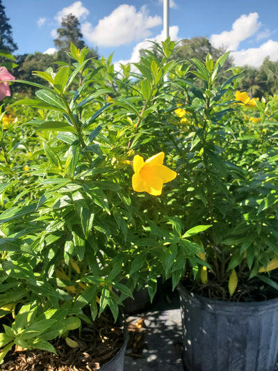 Allamanda Bush with vibrant yellow trumpet-shaped flowers, perfect for Florida gardens and landscaping