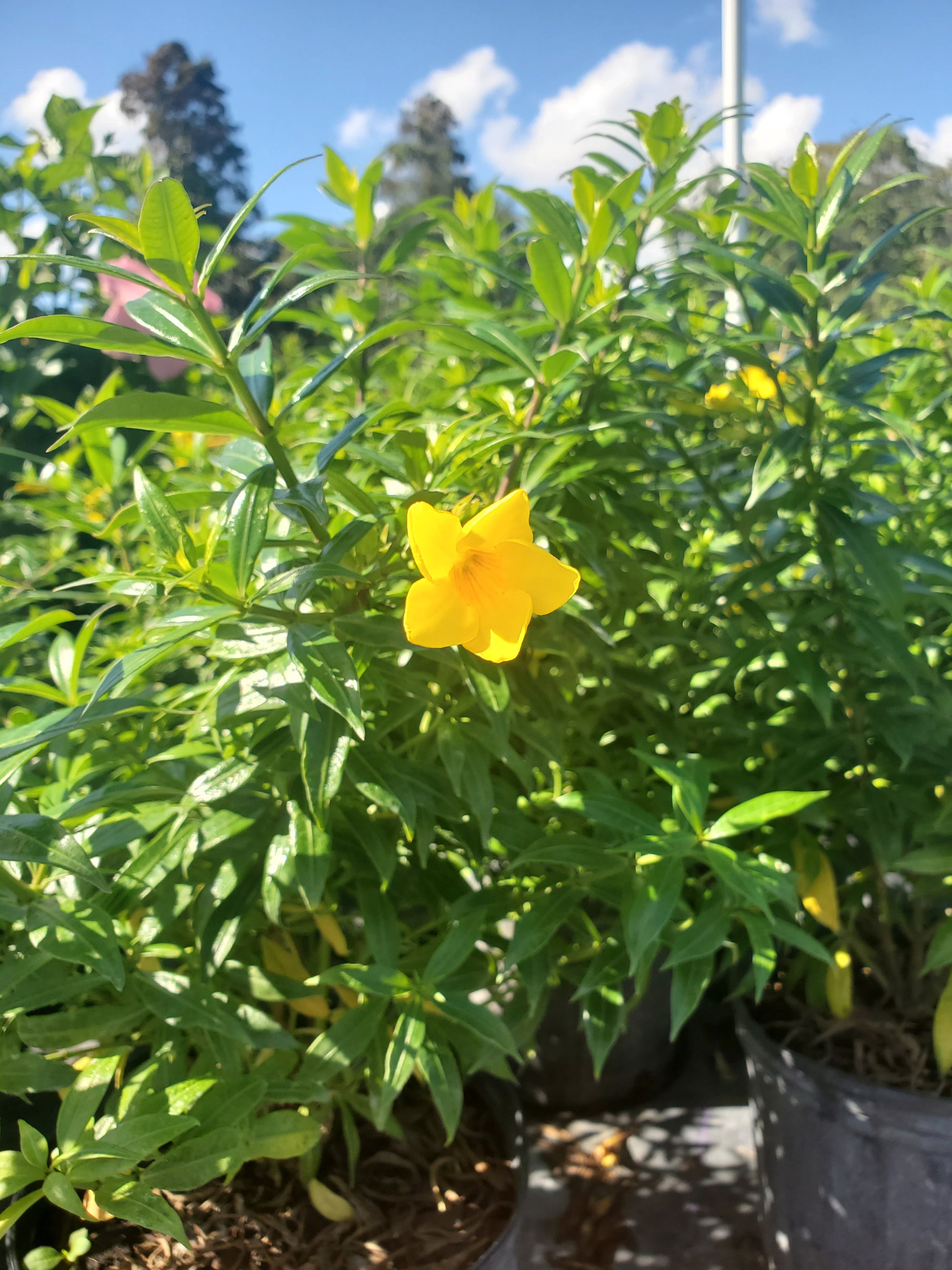Allamanda (Bush Variety)