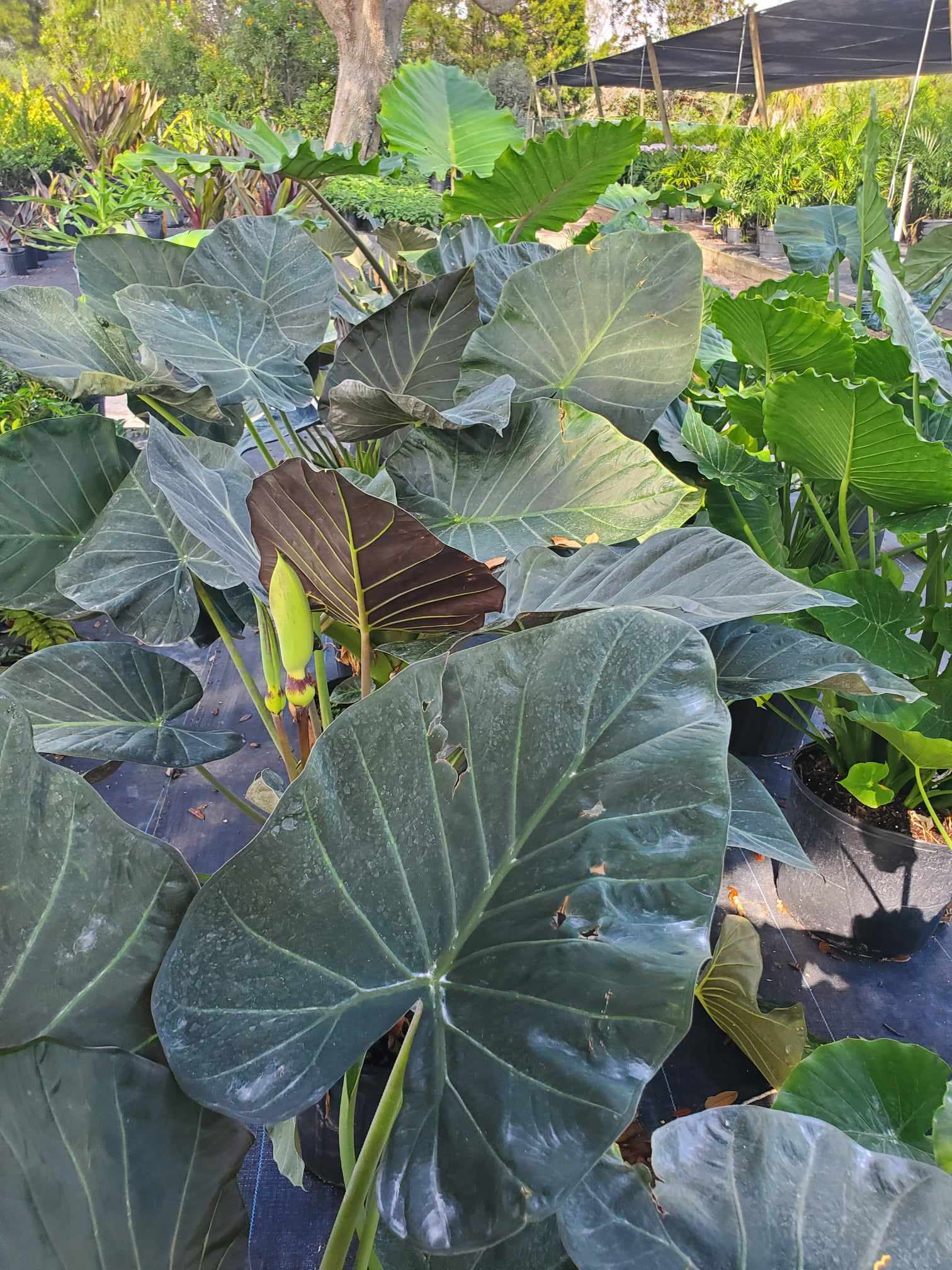 Alocasia (Regal Shield)