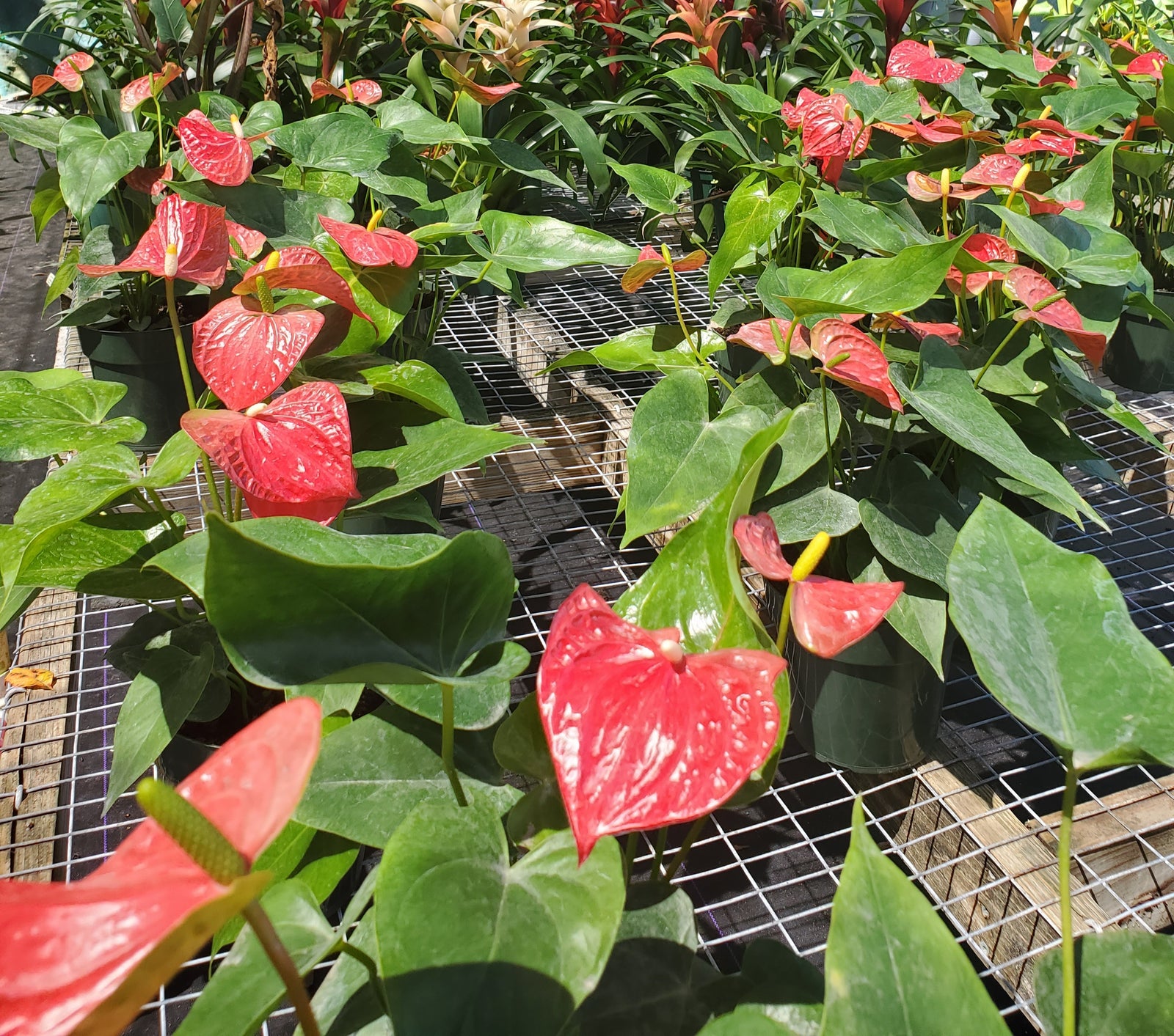 Glossy Anthurium plant with heart-shaped leaves and bright red spathes, tropical and indoor-friendly.