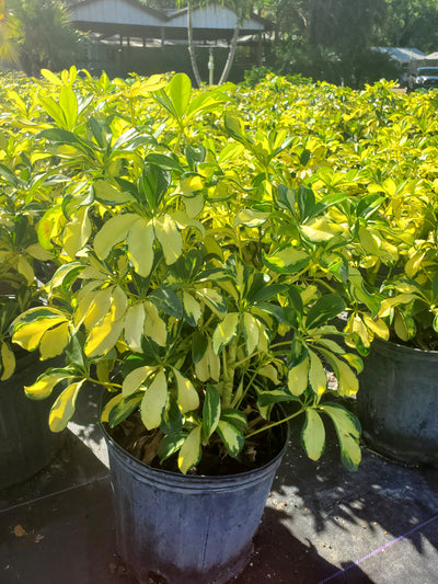 Variegated Arboricola with green and yellow foliage, perfect for brightening up Florida landscapes and indoor spaces