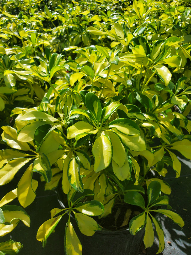 Variegated Arboricola with green and yellow foliage, perfect for brightening up Florida landscapes and indoor spaces