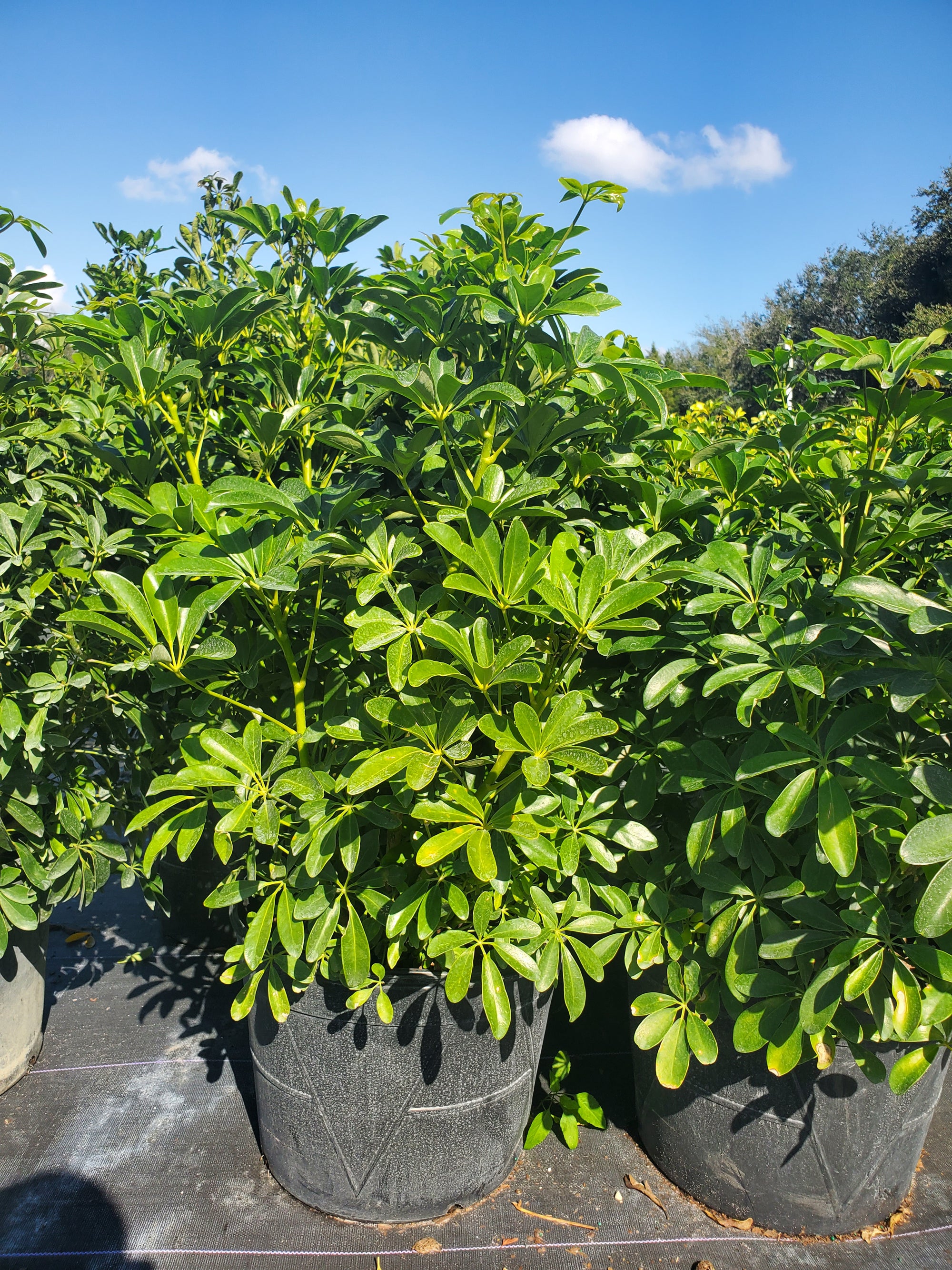 schefflera arboricola outdoors Arboricola