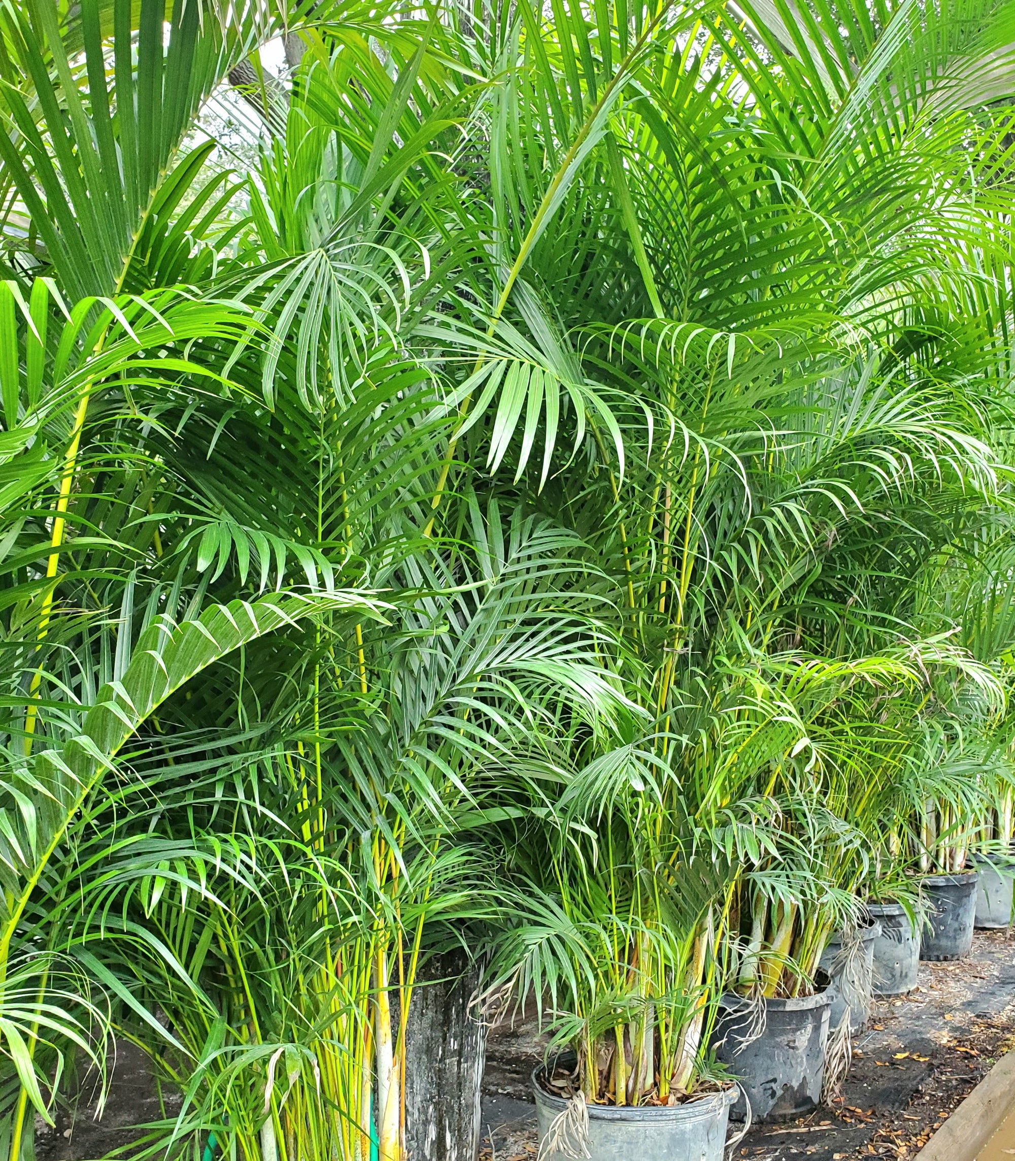 areca palm definition Areca Palm - Privacy Hedge