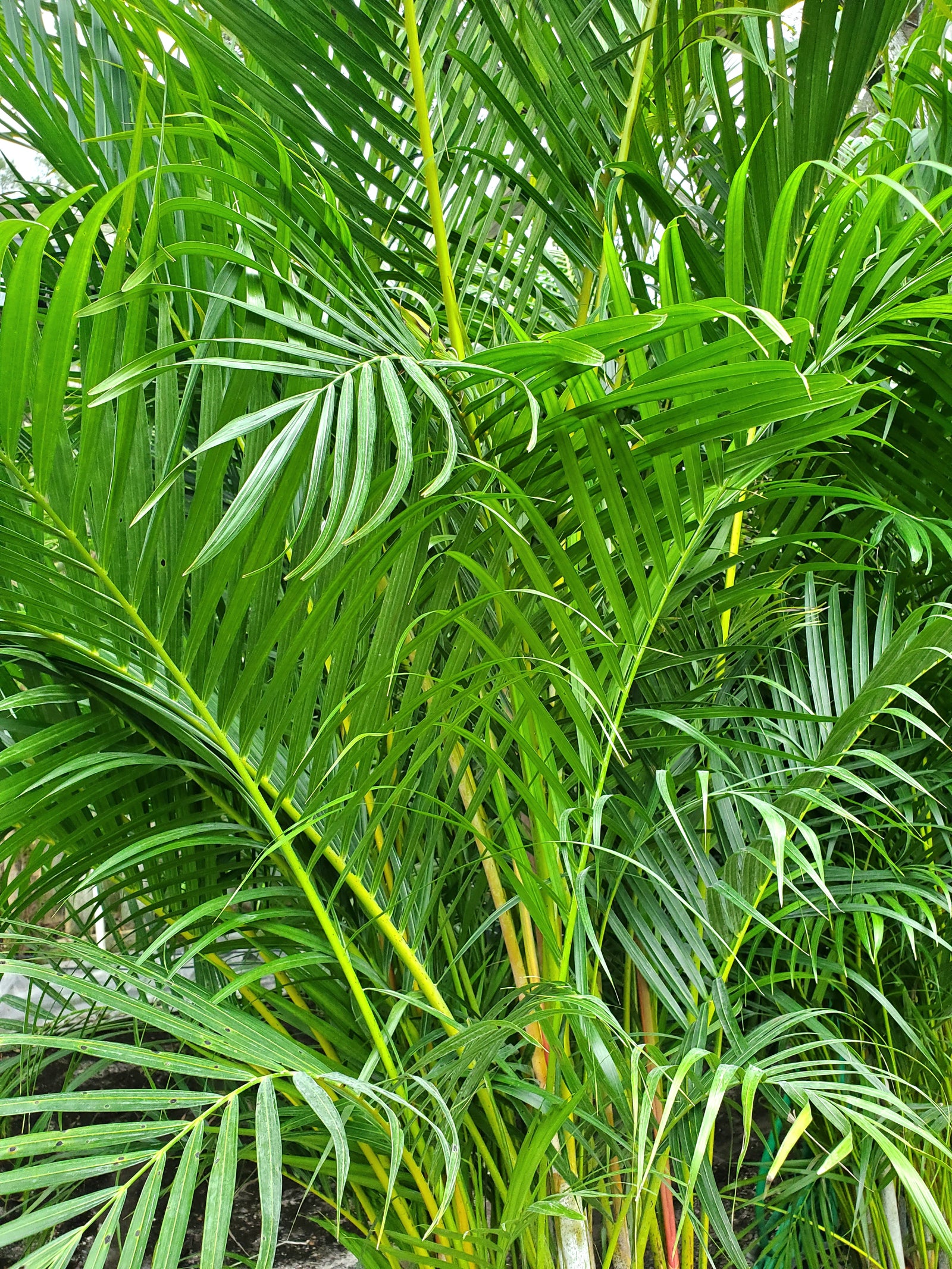Clumping Areca Palm with arching fronds, ideal for bright indoor spots, privacy hedges, and tropical yards