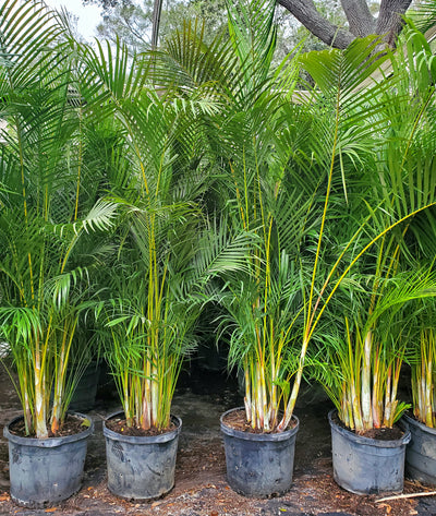 areca palm maximum height Areca Palm - Privacy Hedge