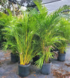 Areca Palm