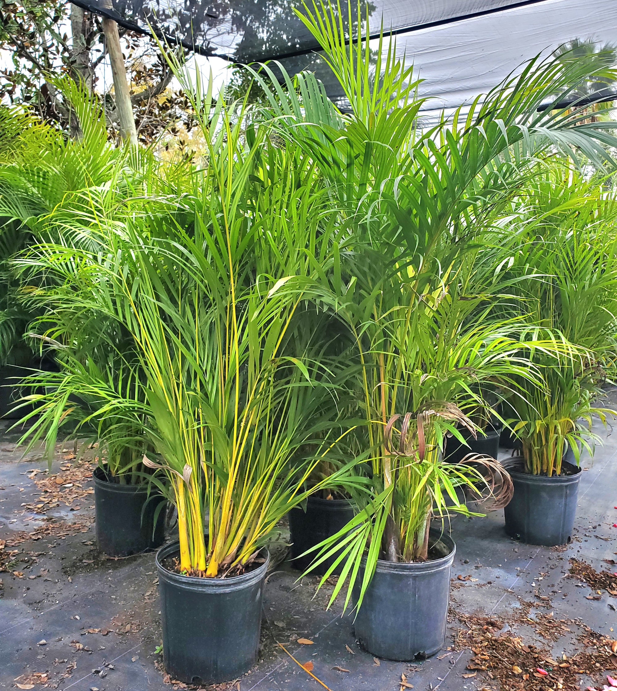 Areca Palm - Privacy Hedge - Native Jungle