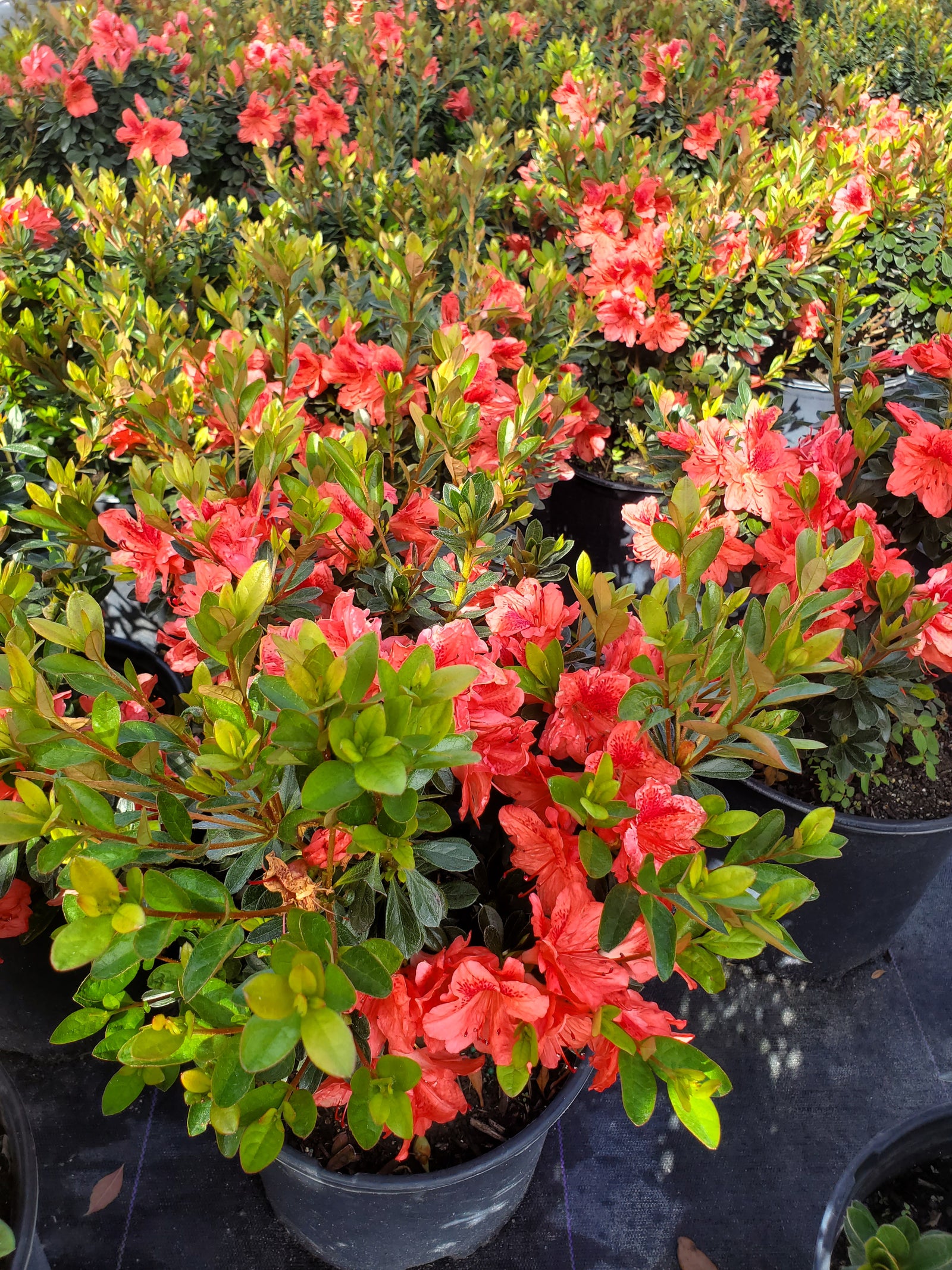 Vibrant blooming Azalea shrub, ideal for mass planting in shaded gardens.
