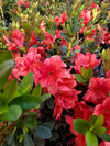 Azalea