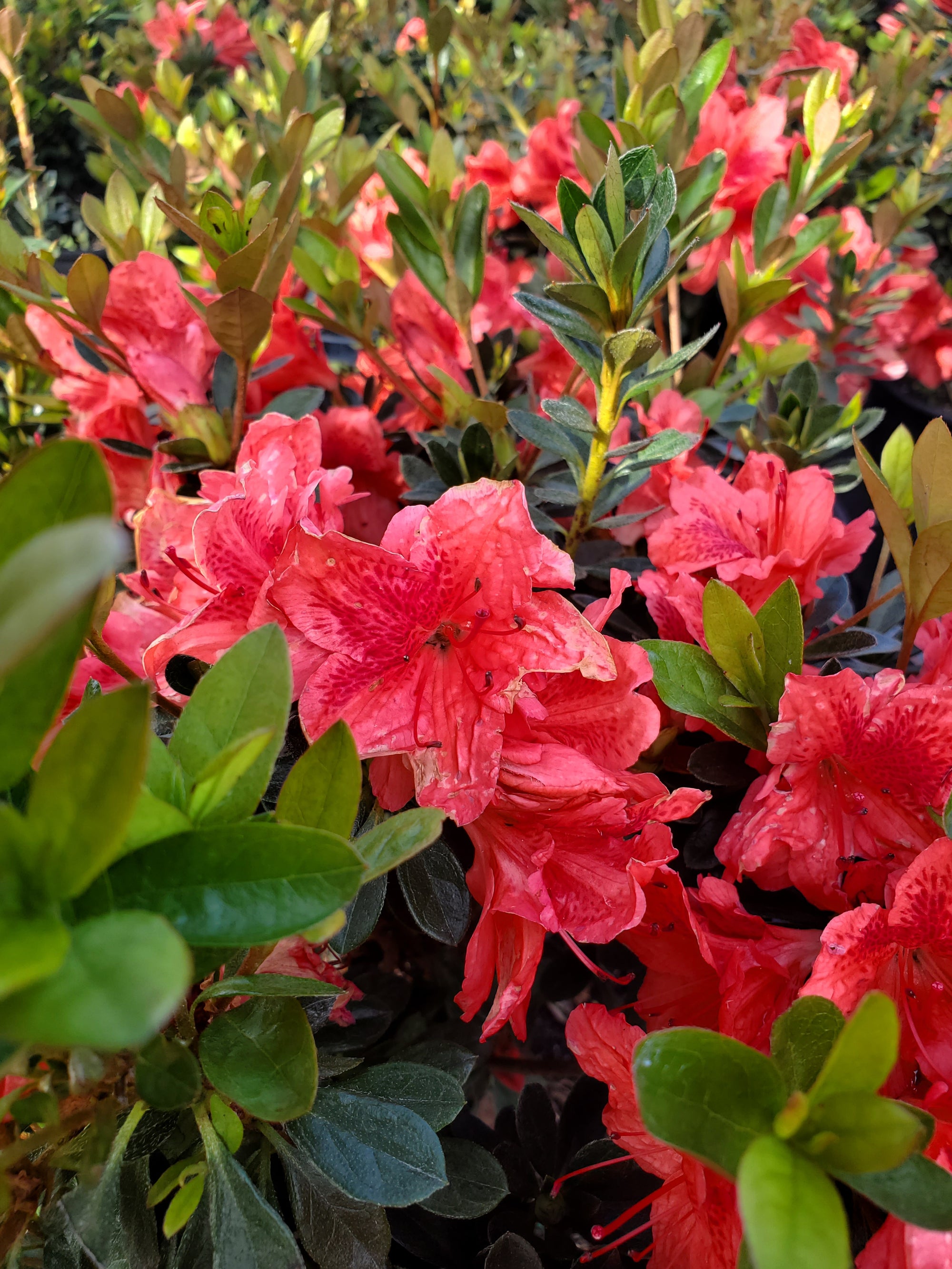 Native Azalea Bush Azalea - Native Jungle
