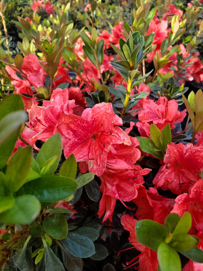 Azalea