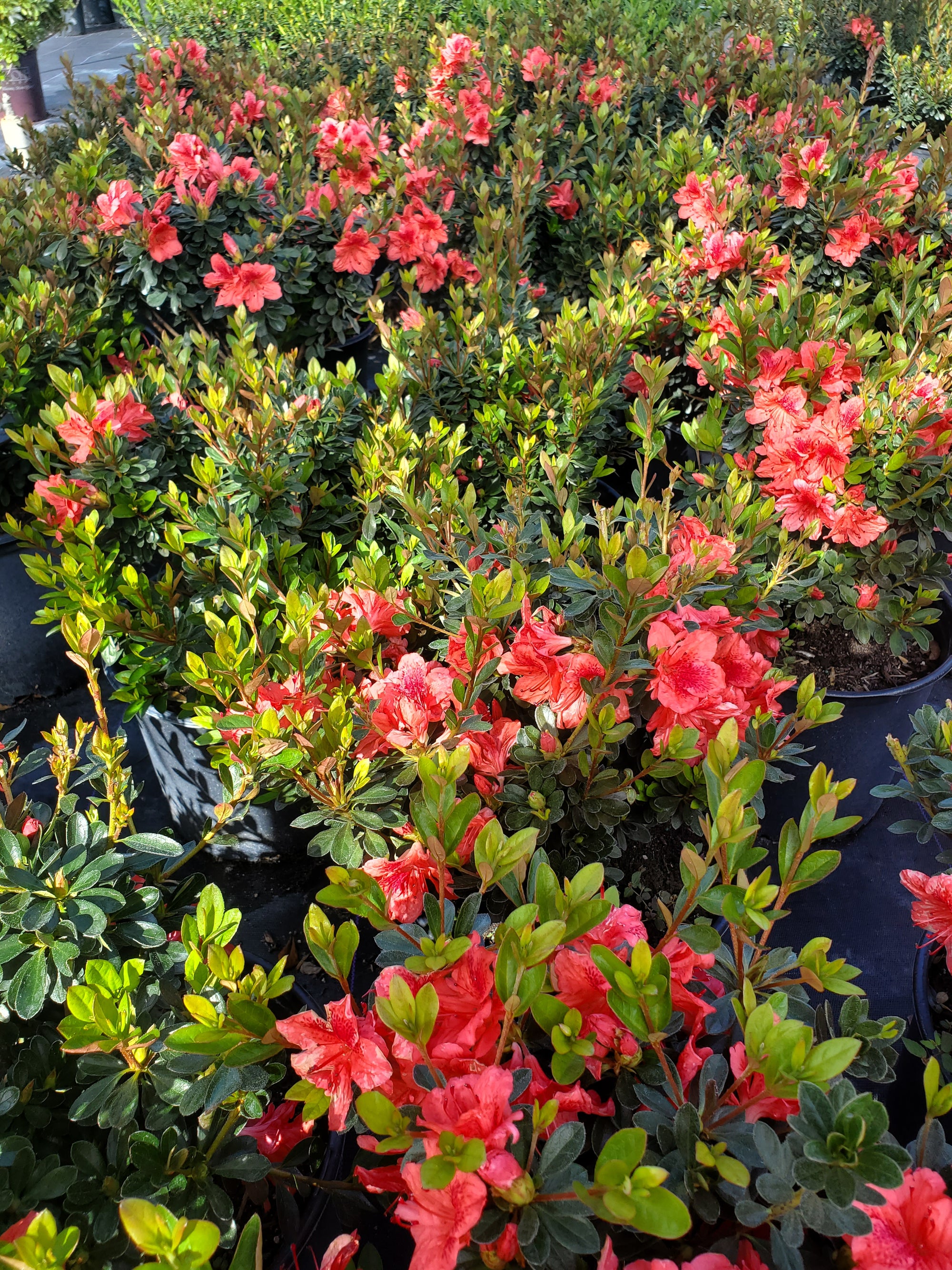 Native Azalea Bush Azalea - Native Jungle