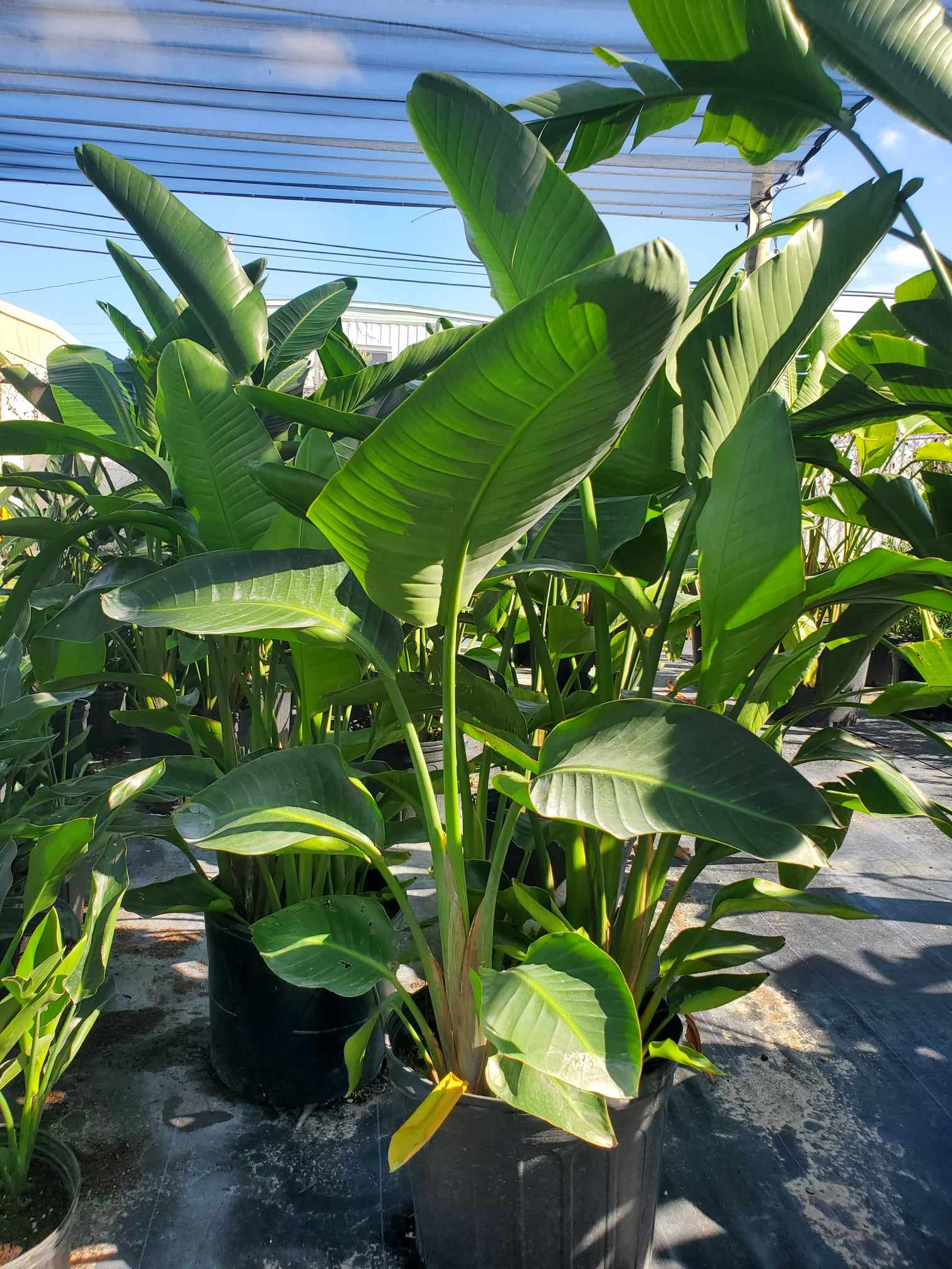 Bold Bird of Paradise plant with large tropical leaves, known for its exotic orange flowers.