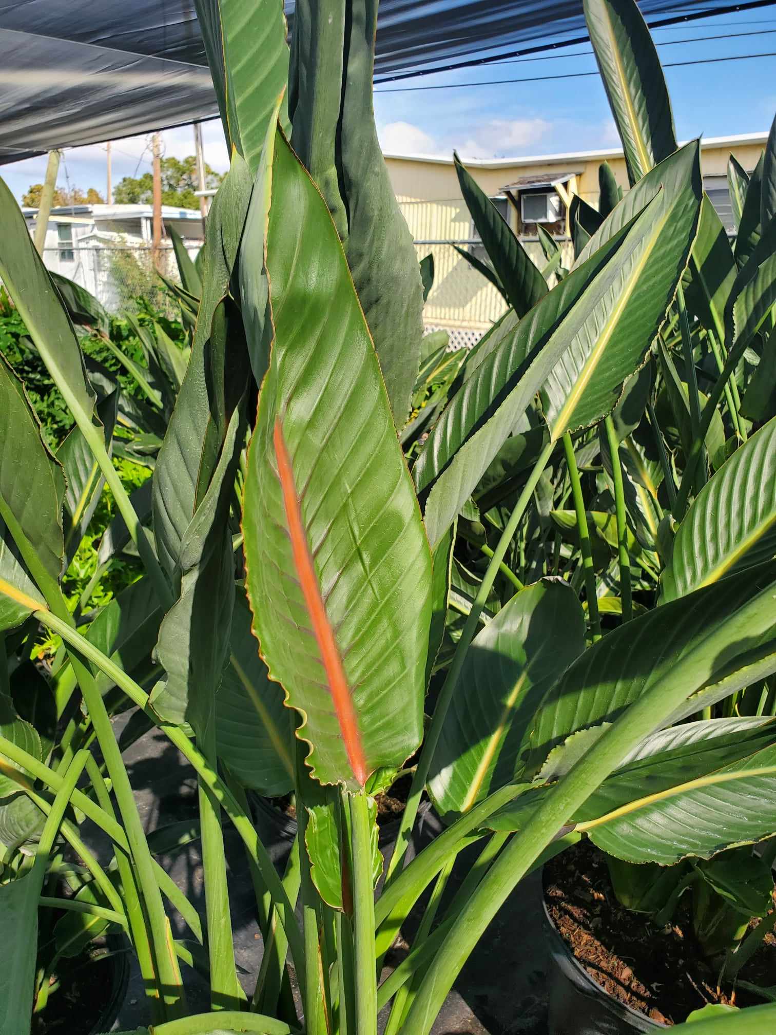 Orange Bird of Paradise with striking orange and blue flowers, perfect for tropical Florida gardens