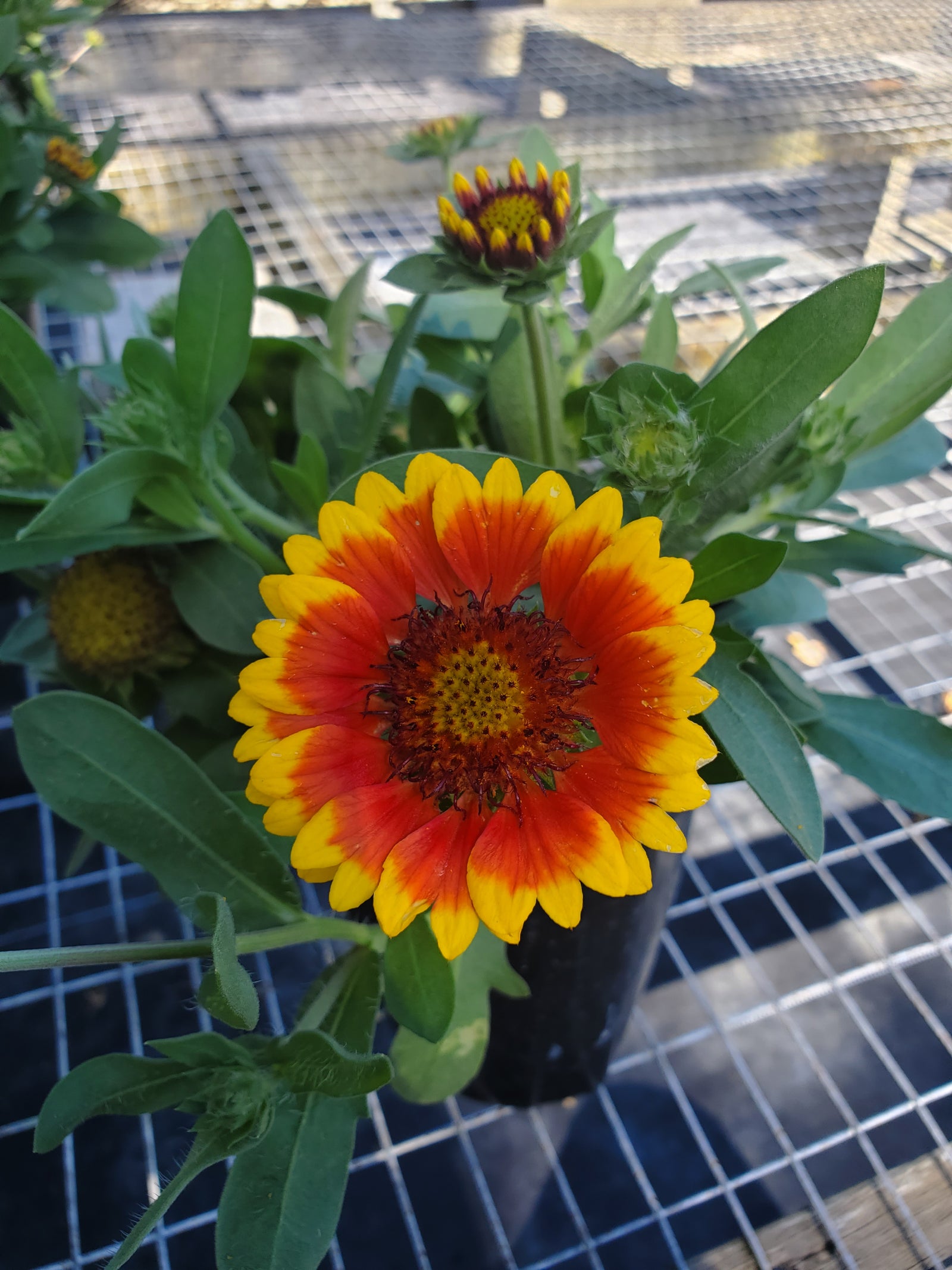 Colorful Blanket Flower with red and yellow daisy-like petals, heat- and drought-tolerant.