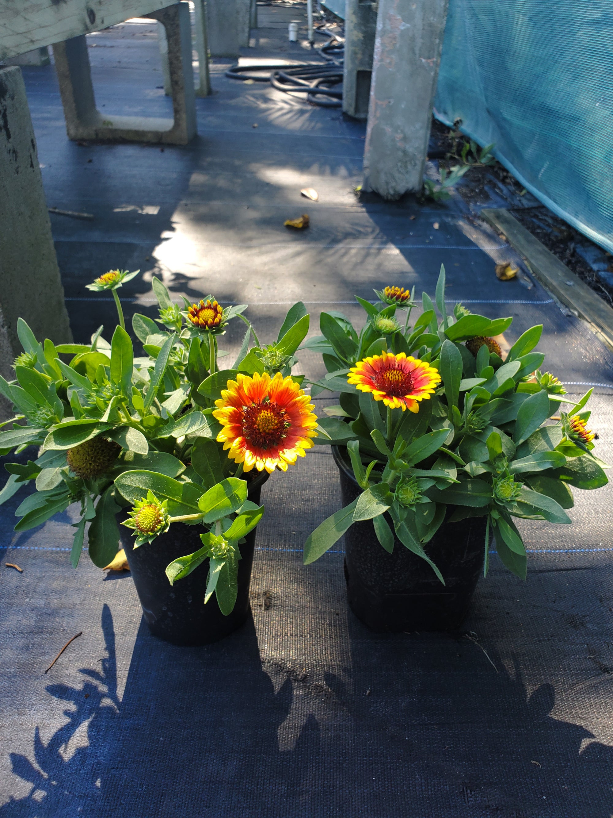 Blanket Flower Gaillardia Native Jungle