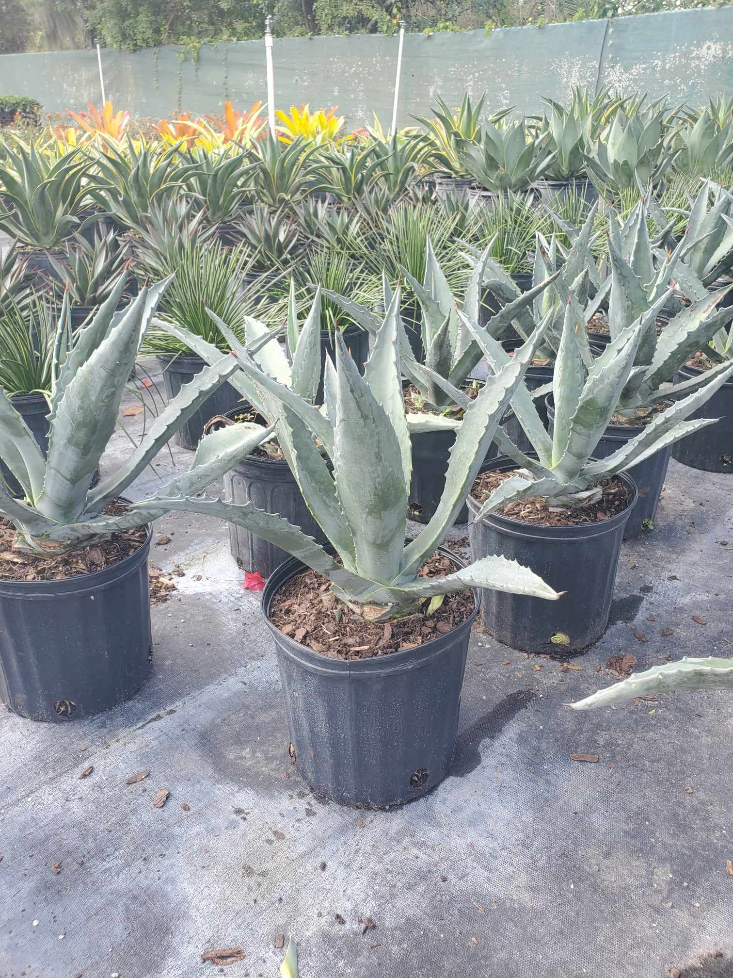 Striking Blue Agave with thick, spiky leaves; ideal for xeriscapes and modern landscapes.
