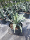 Blue Agave