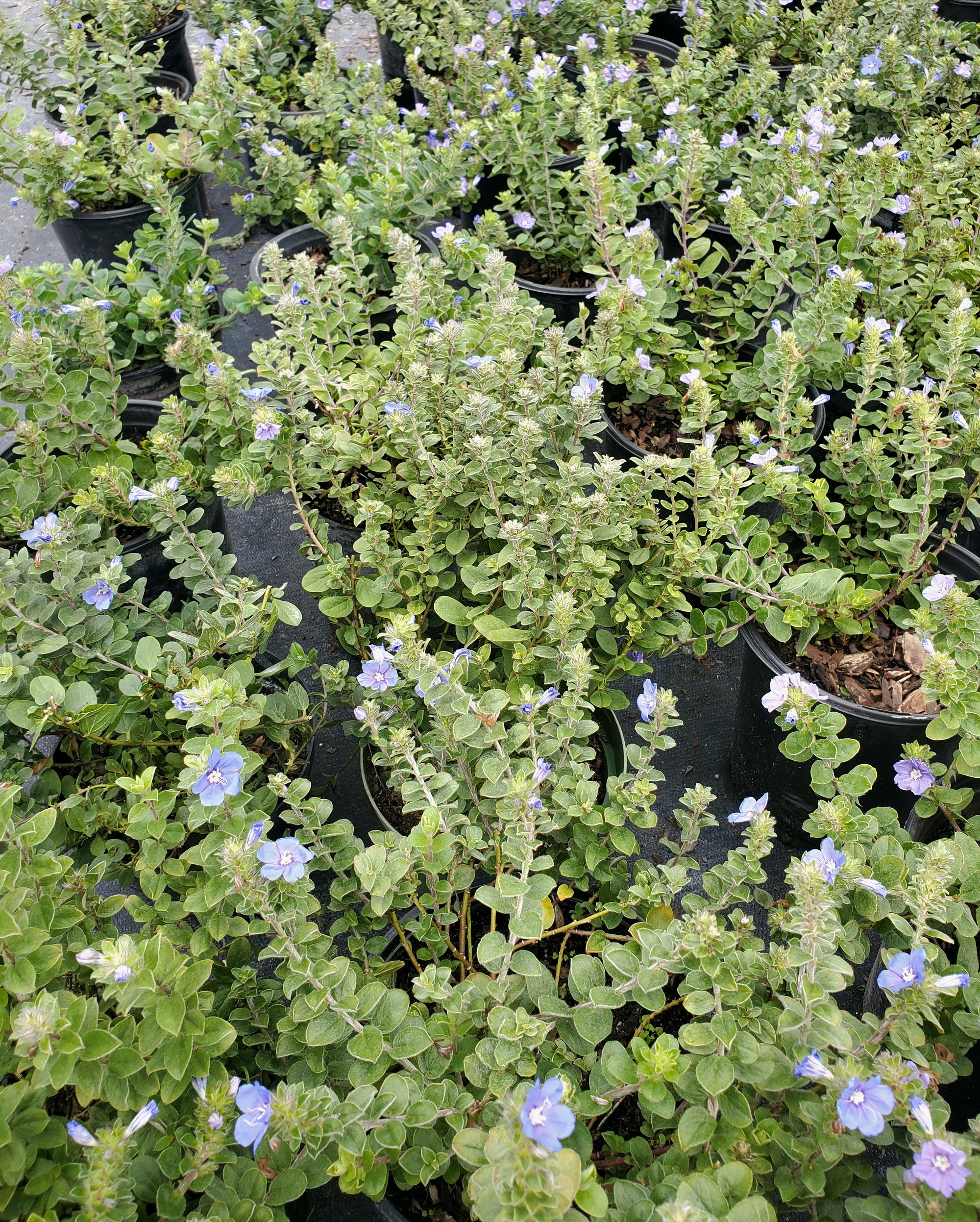 blue daze flower seeds Blue Daze
