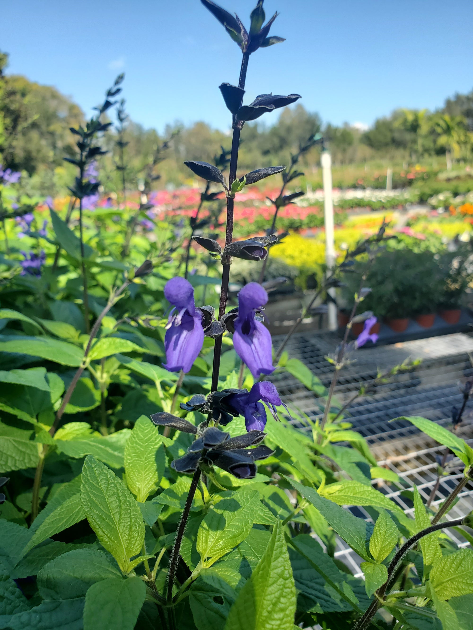Blue Salvia