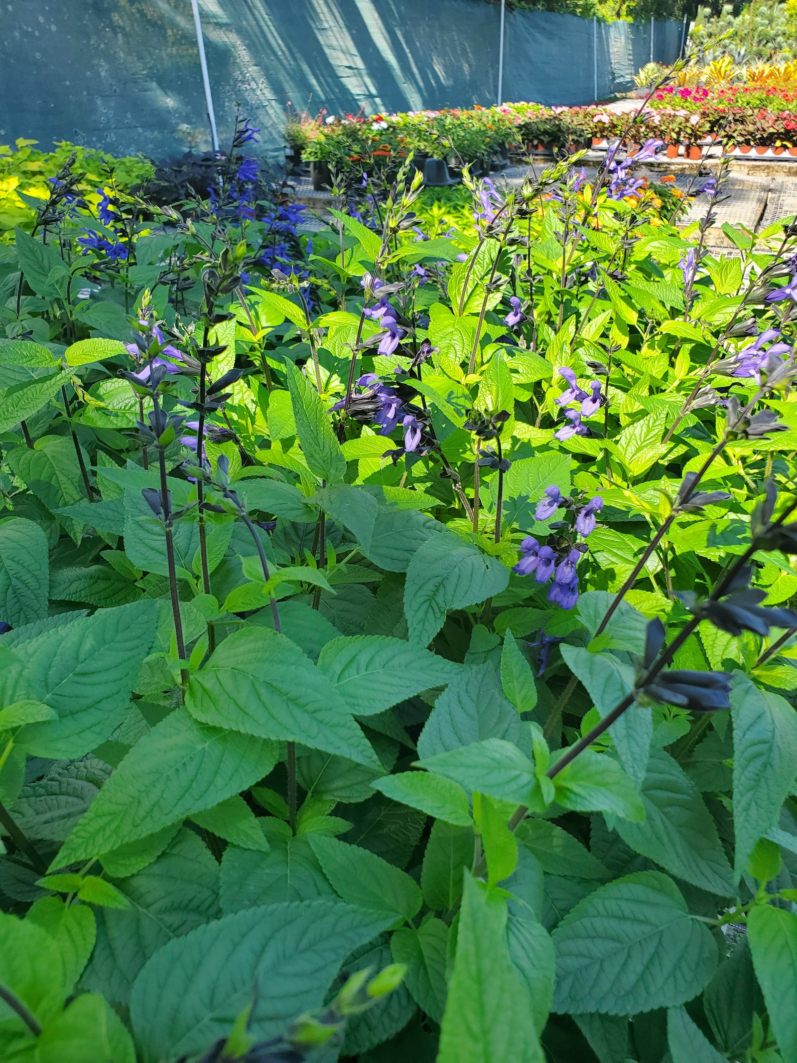 Tall-stemmed Blue Salvia with deep violet blooms, a pollinator magnet for sunny gardens.