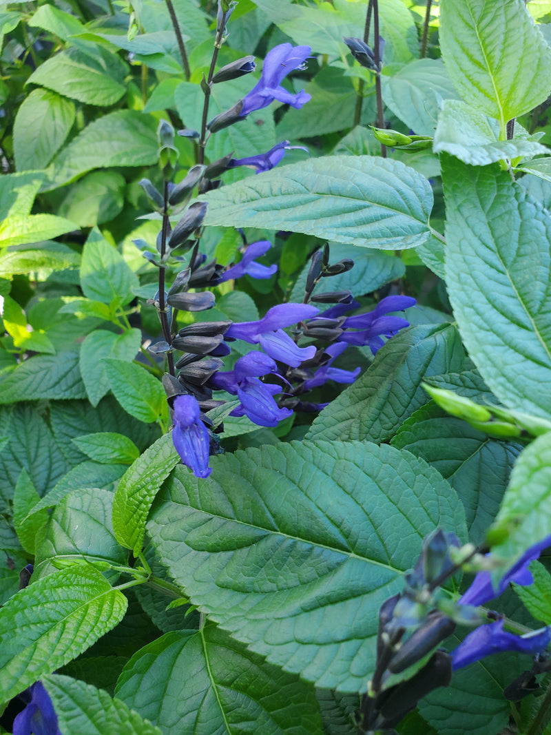 Blue Salvia with tall spikes of vibrant blue flowers and aromatic green foliage, ideal for attracting pollinators and adding vertical interest to Florida gardens