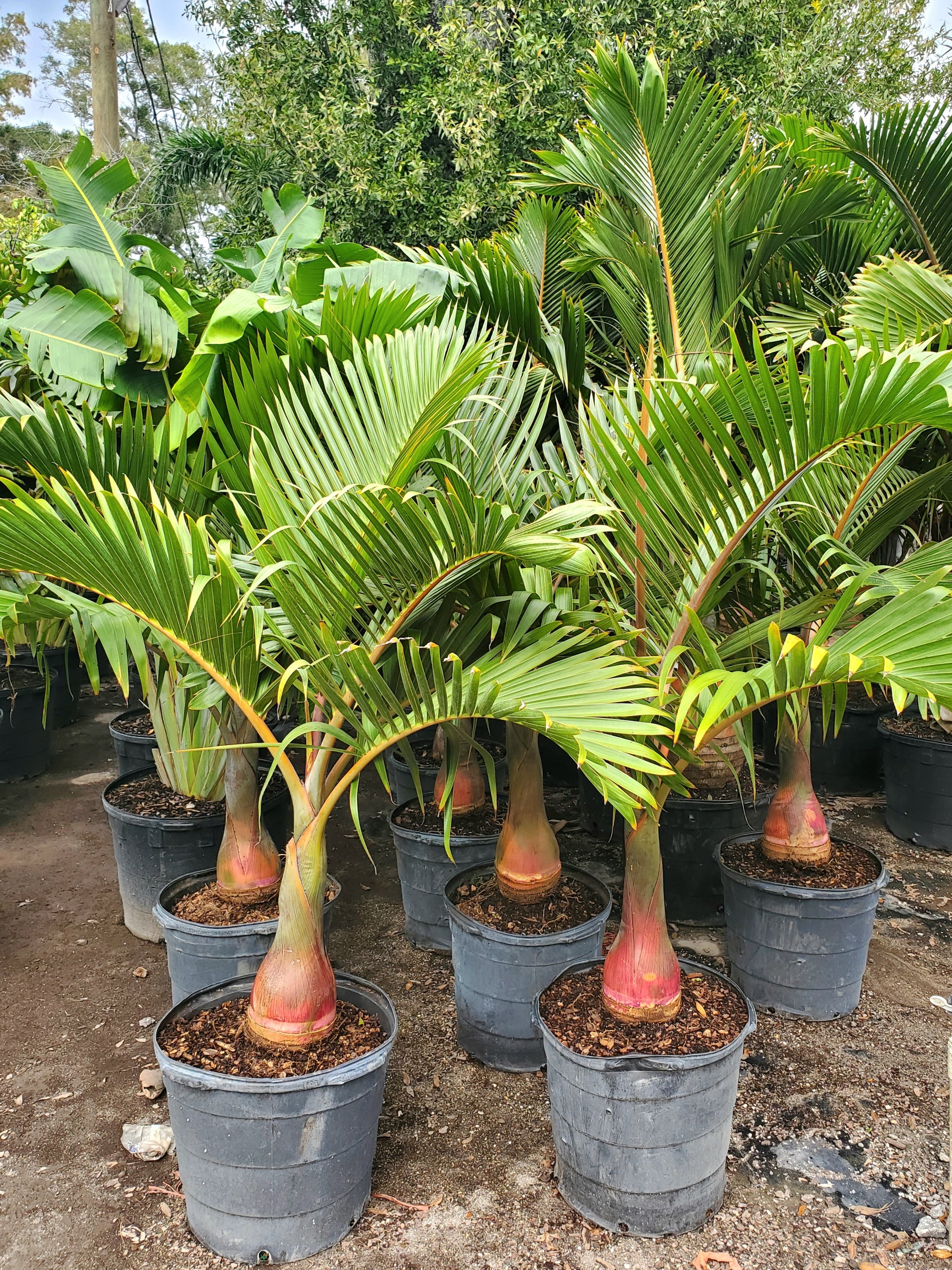 Bottle Palm with unique bottle-shaped trunks and feathery fronds, ideal for compact gardens and patios in Florida