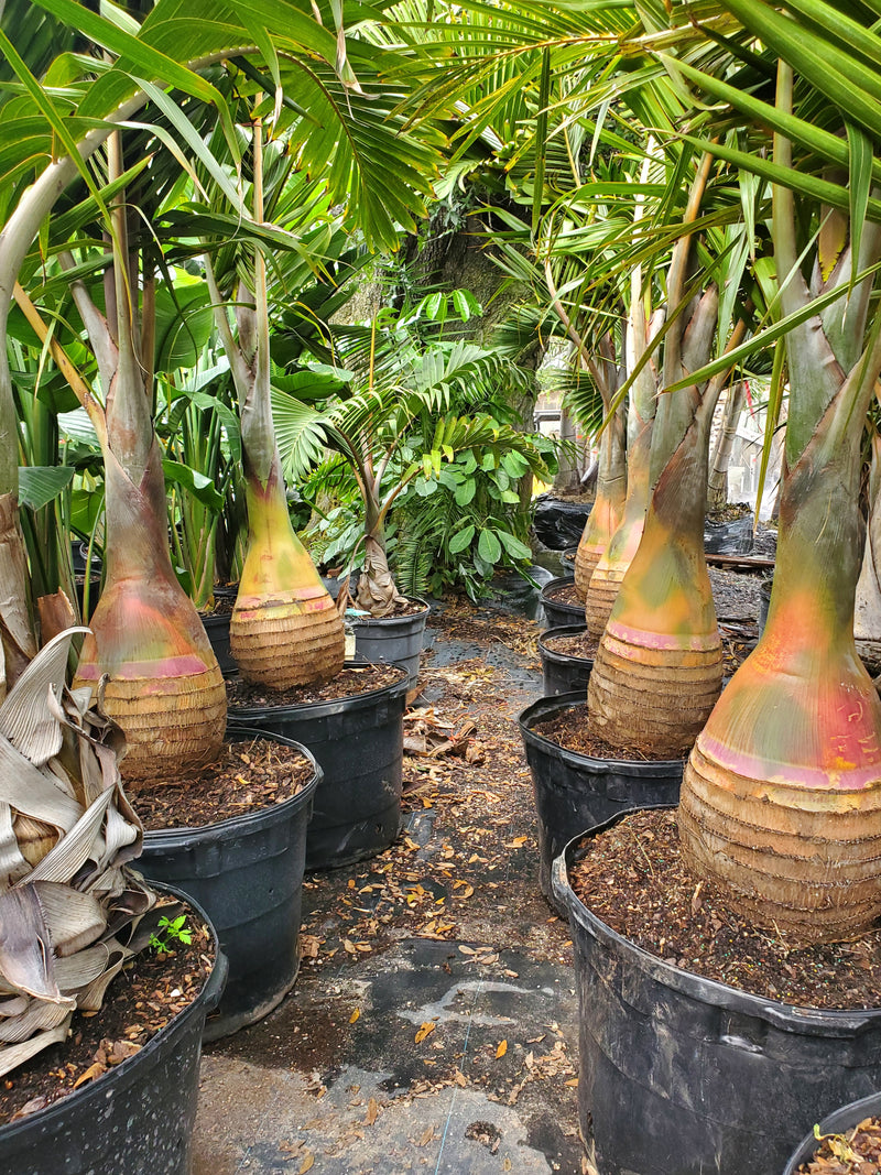 Bottle Palm with unique bottle-shaped trunks and feathery fronds, ideal for compact gardens and patios in Florida