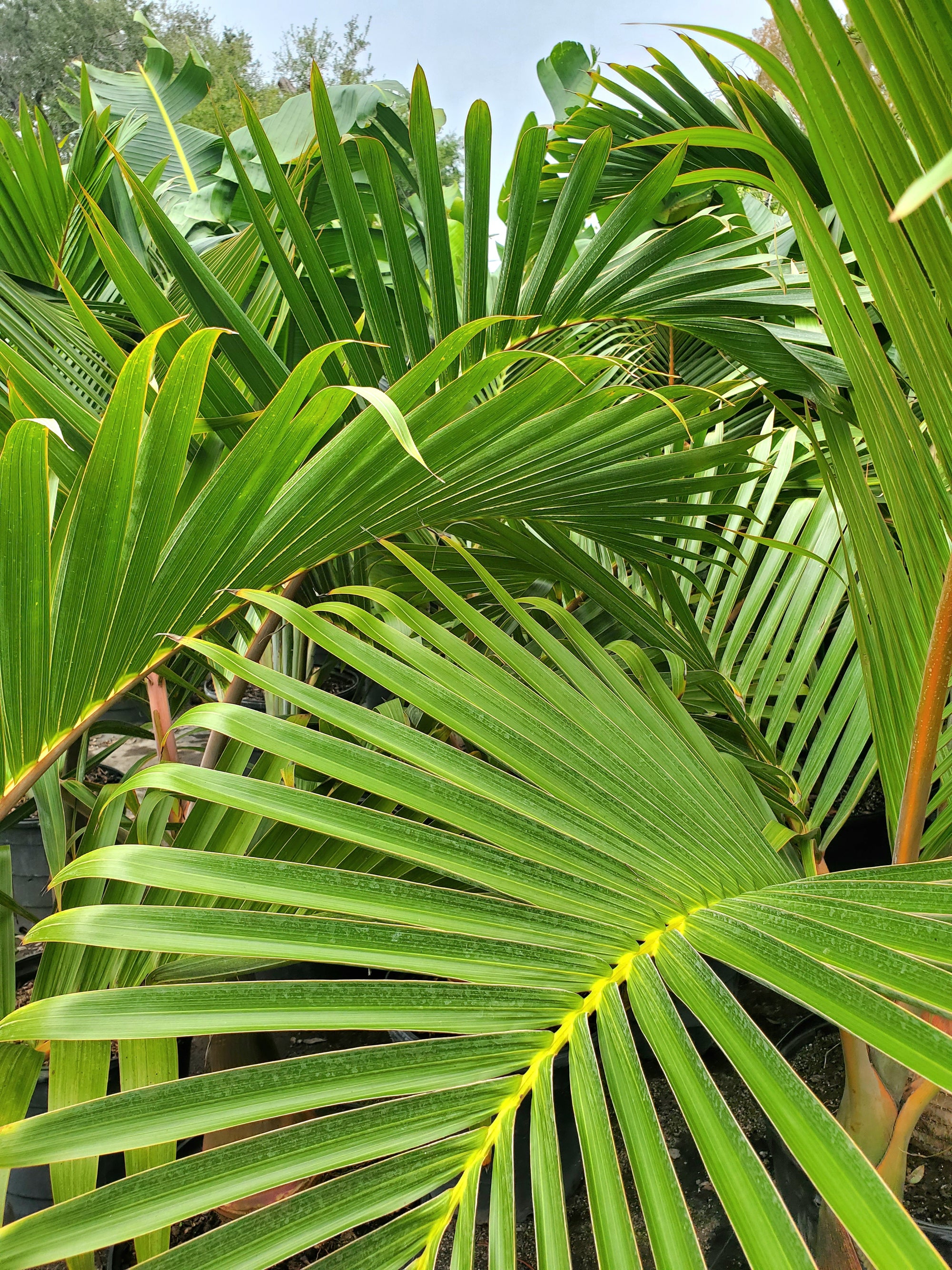 Bottle Palm