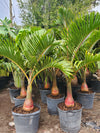 Bottle Palm