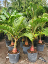 Rare Bottle Palm with swollen trunk and feathered leaves, great for small spaces.
