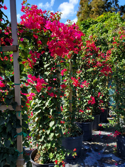 Bougainvillea with vibrant, colorful bracts in shades of pink, purple, red, or orange, perfect for adding a splash of color to Florida gardens and trellises