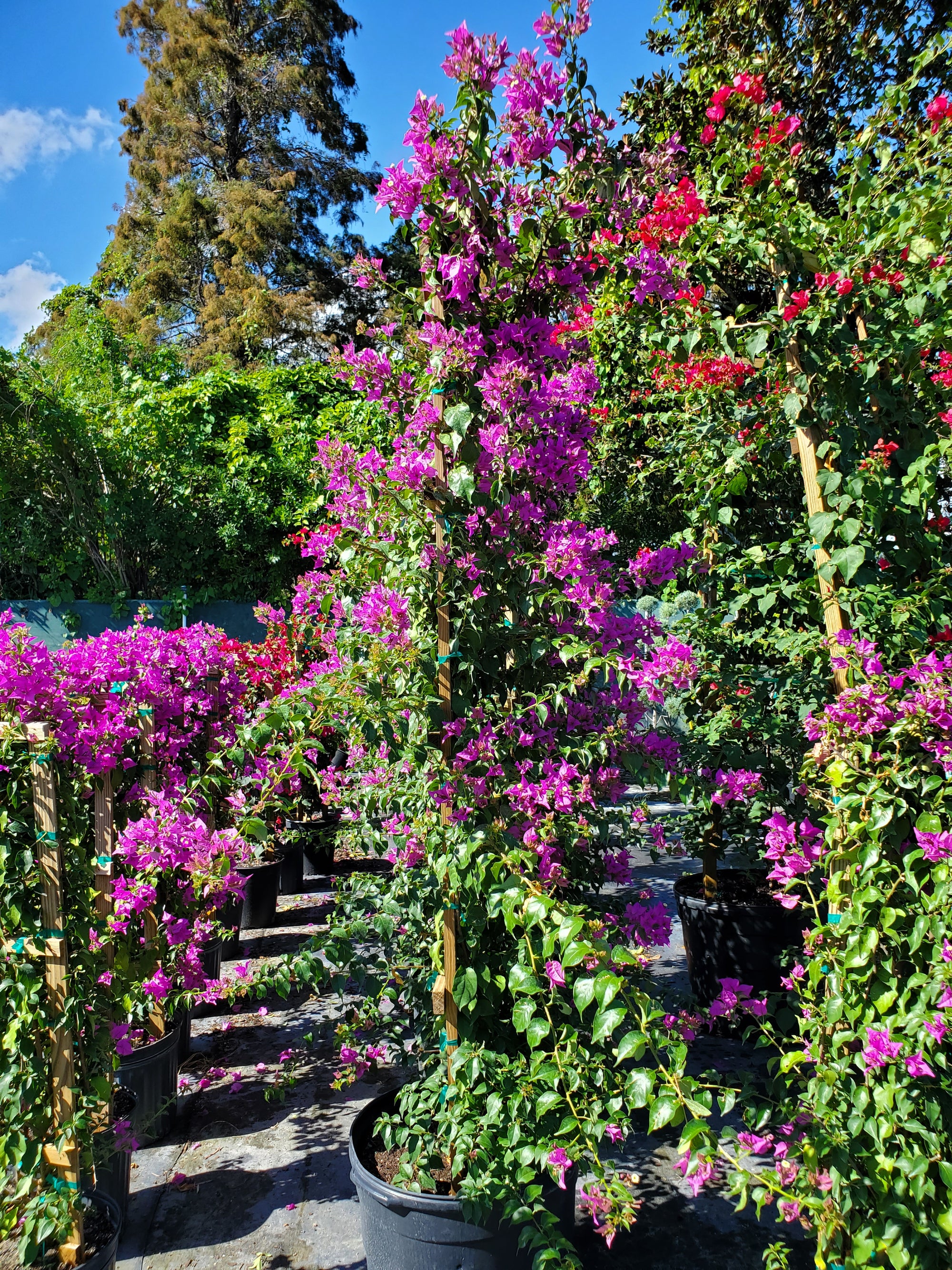 Threllis Purple Bougainvillea Trellis