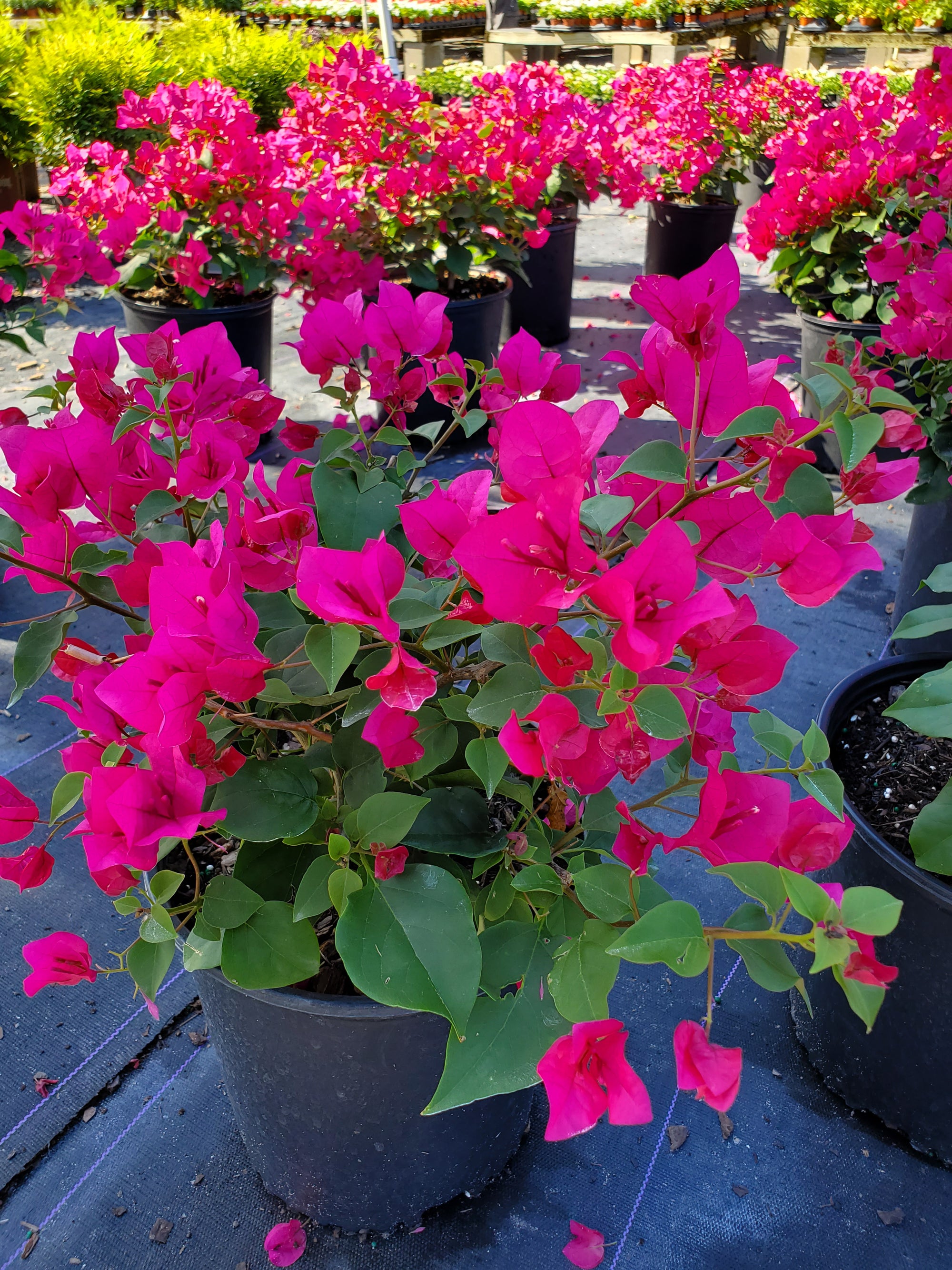 Bougainvillea